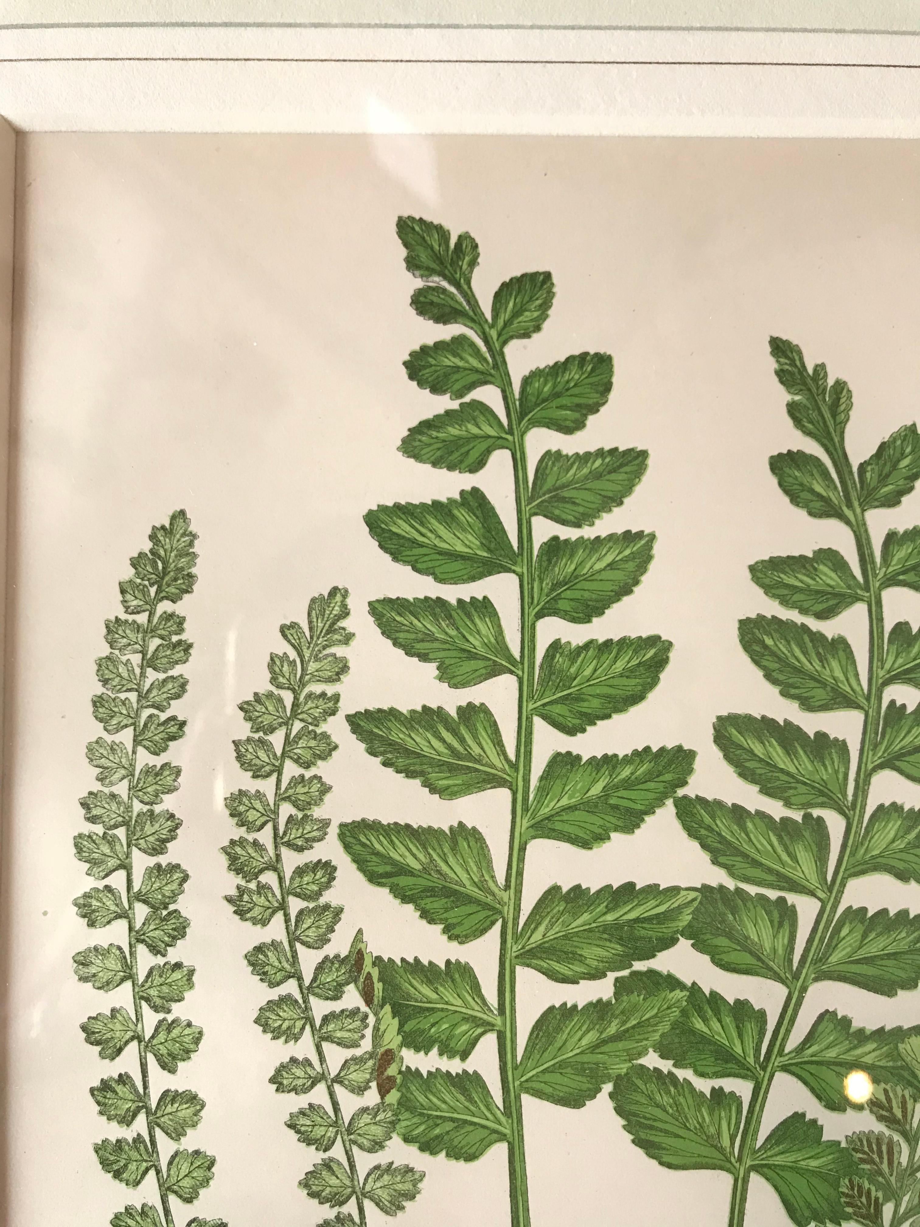 Wood 19th Century French Sea Spleenwort Fern Lithograph For Sale
