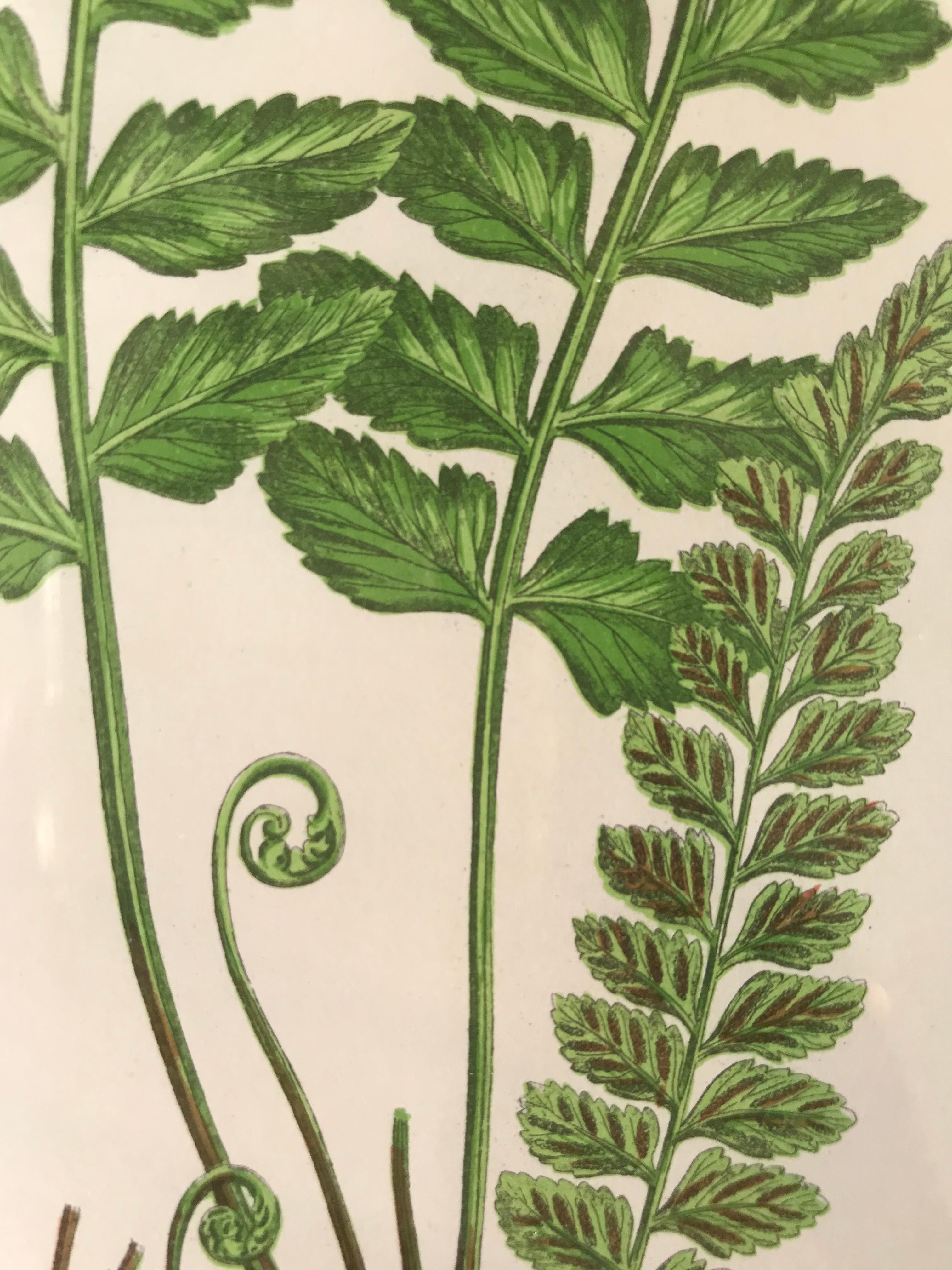 19th Century French Sea Spleenwort Fern Lithograph For Sale 1