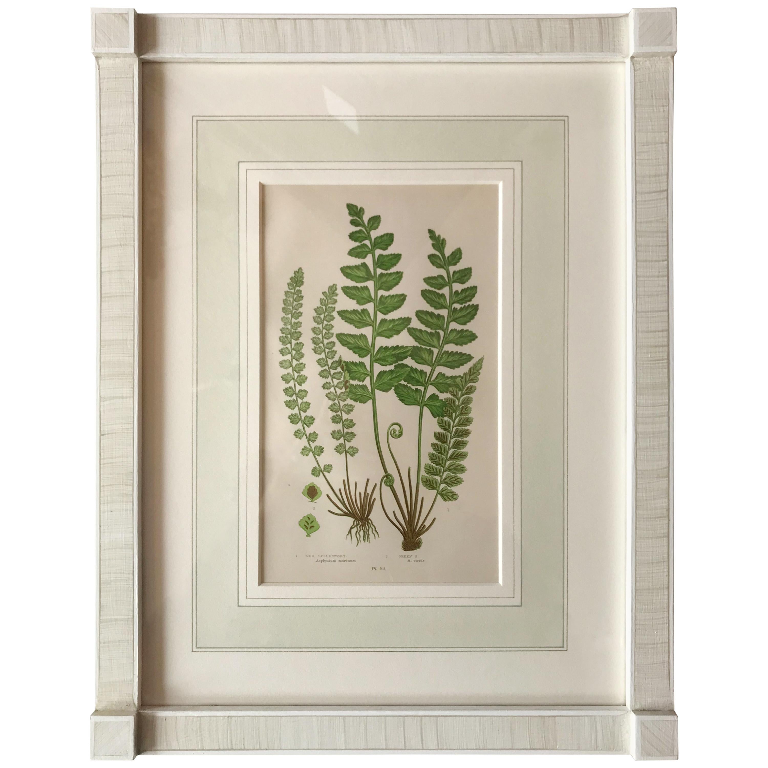 19th Century French Sea Spleenwort Fern Lithograph For Sale