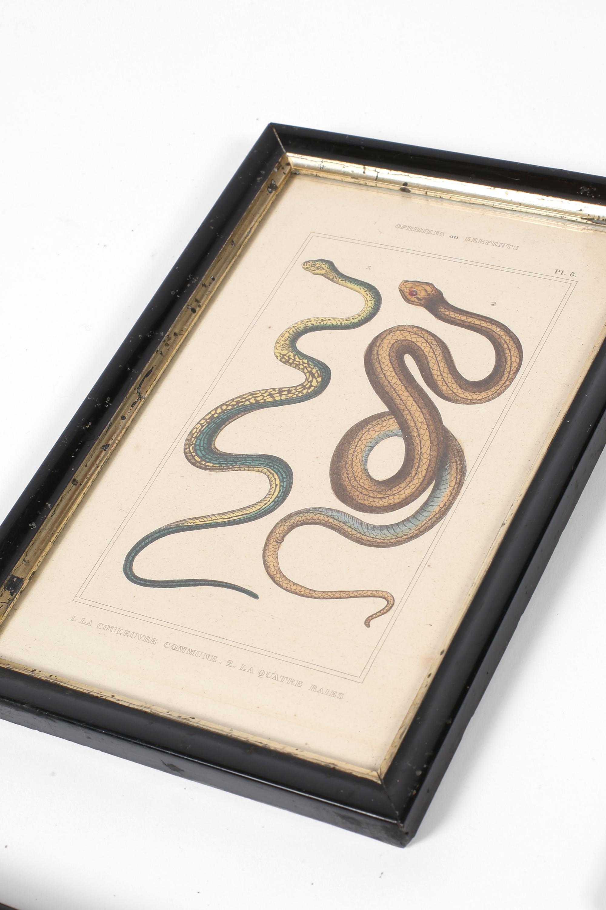 Grabado francés del siglo XIX sobre serpientes zoológicas en venta 5