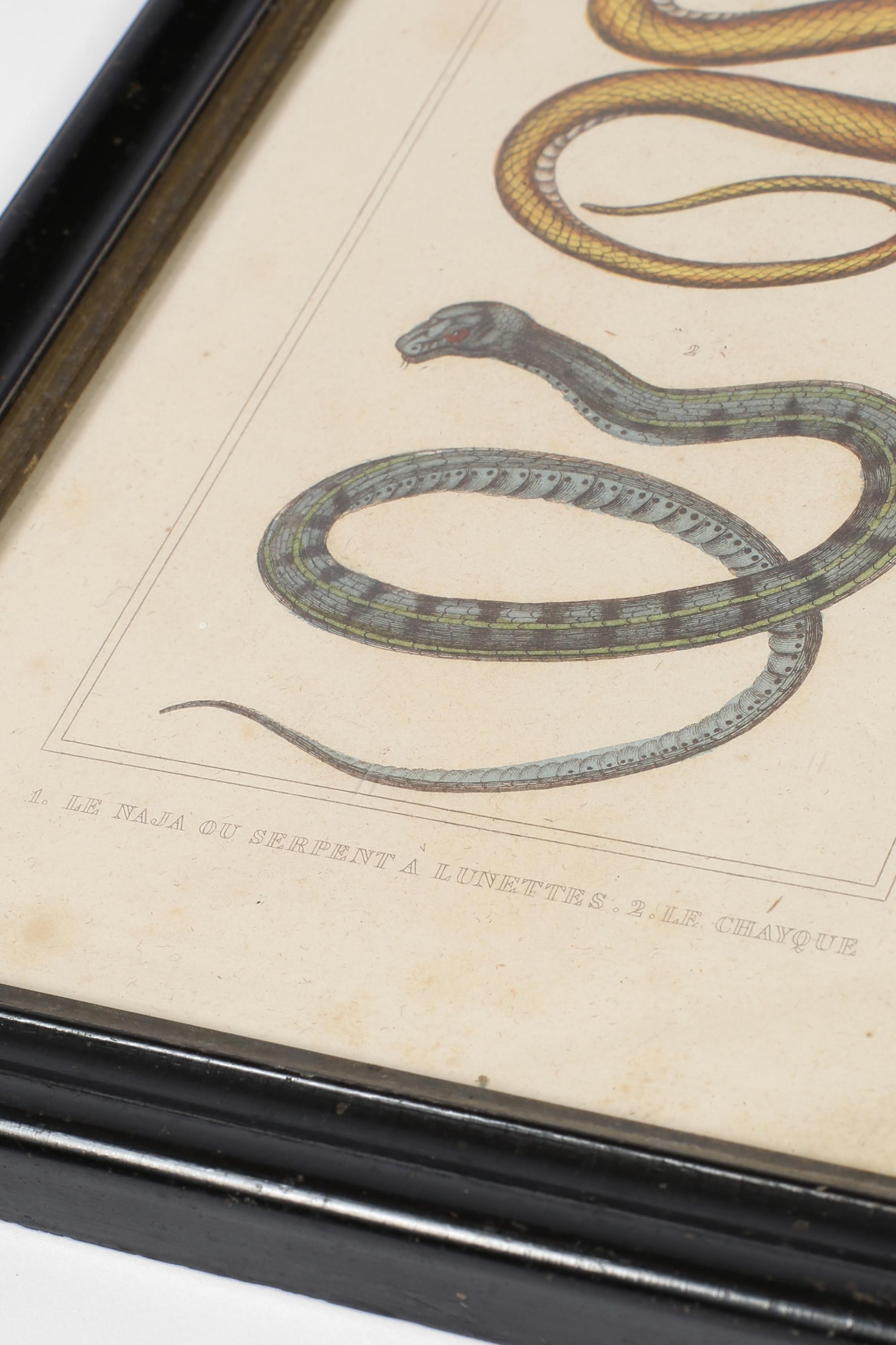 Grabado francés del siglo XIX sobre serpientes zoológicas en venta 7