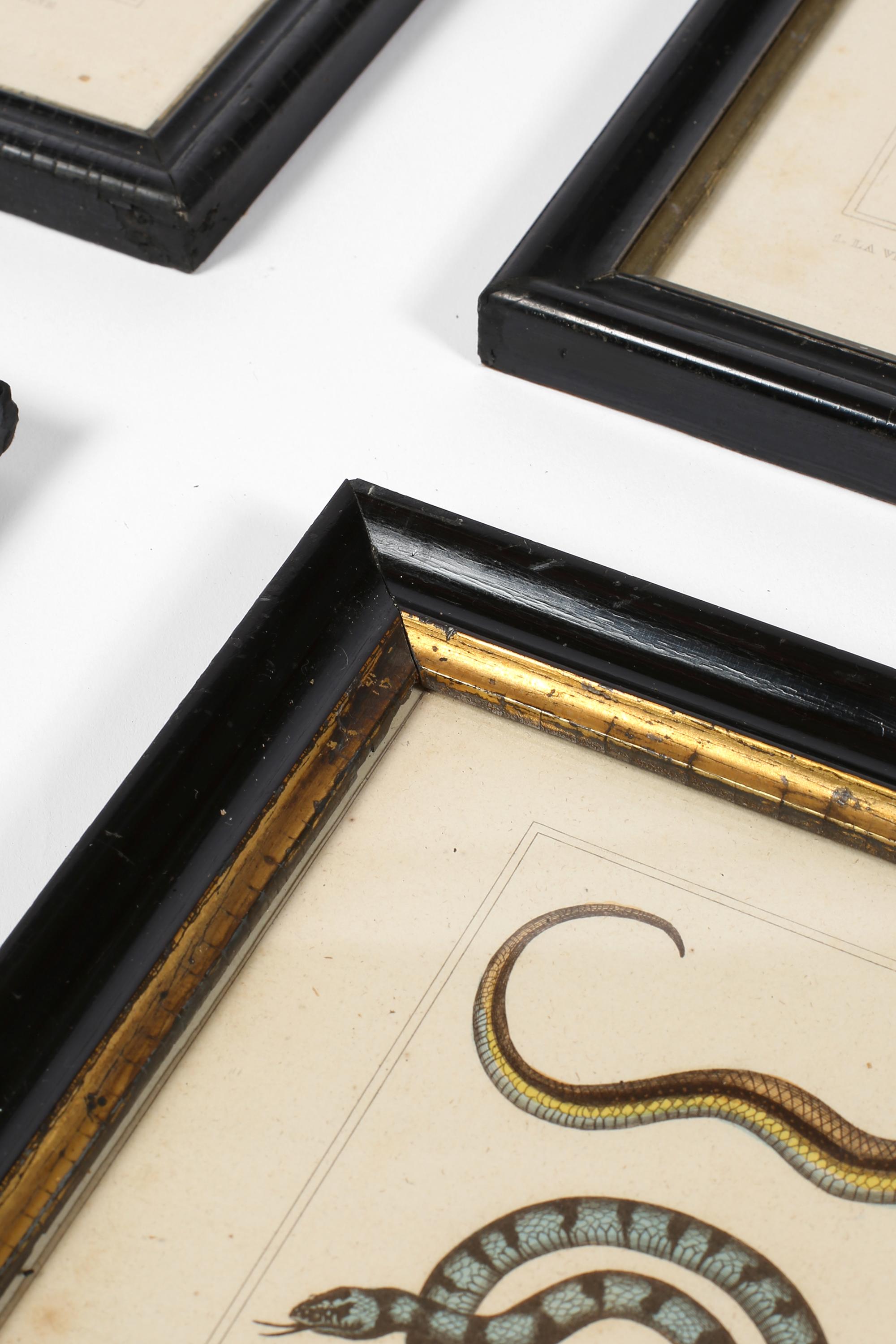 Grabado francés del siglo XIX sobre serpientes zoológicas en venta 8