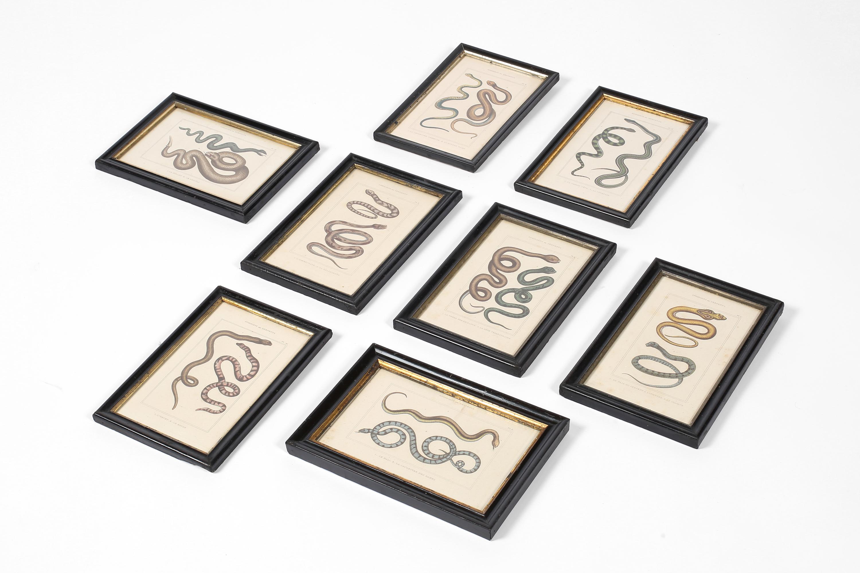 Grabado francés del siglo XIX sobre serpientes zoológicas Francés en venta