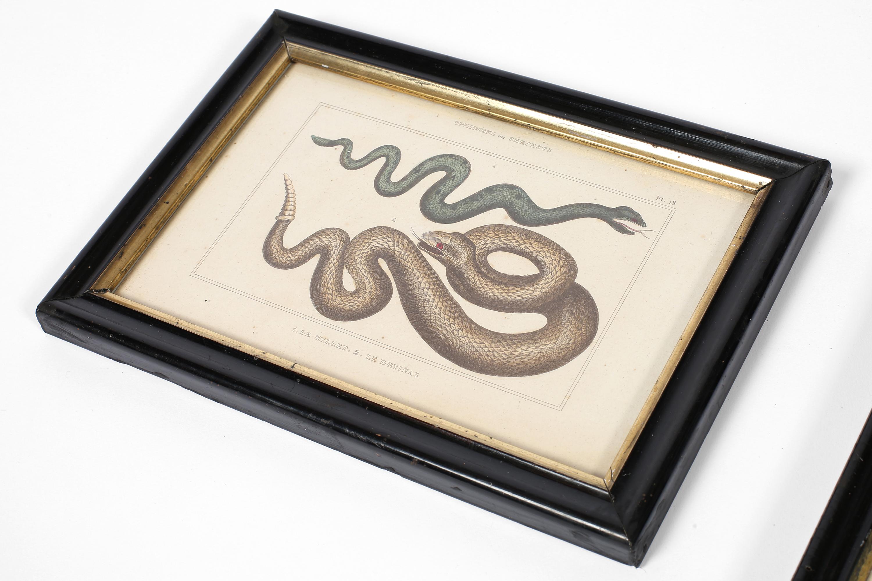 Grabado francés del siglo XIX sobre serpientes zoológicas en Bueno estado para la venta en London, GB