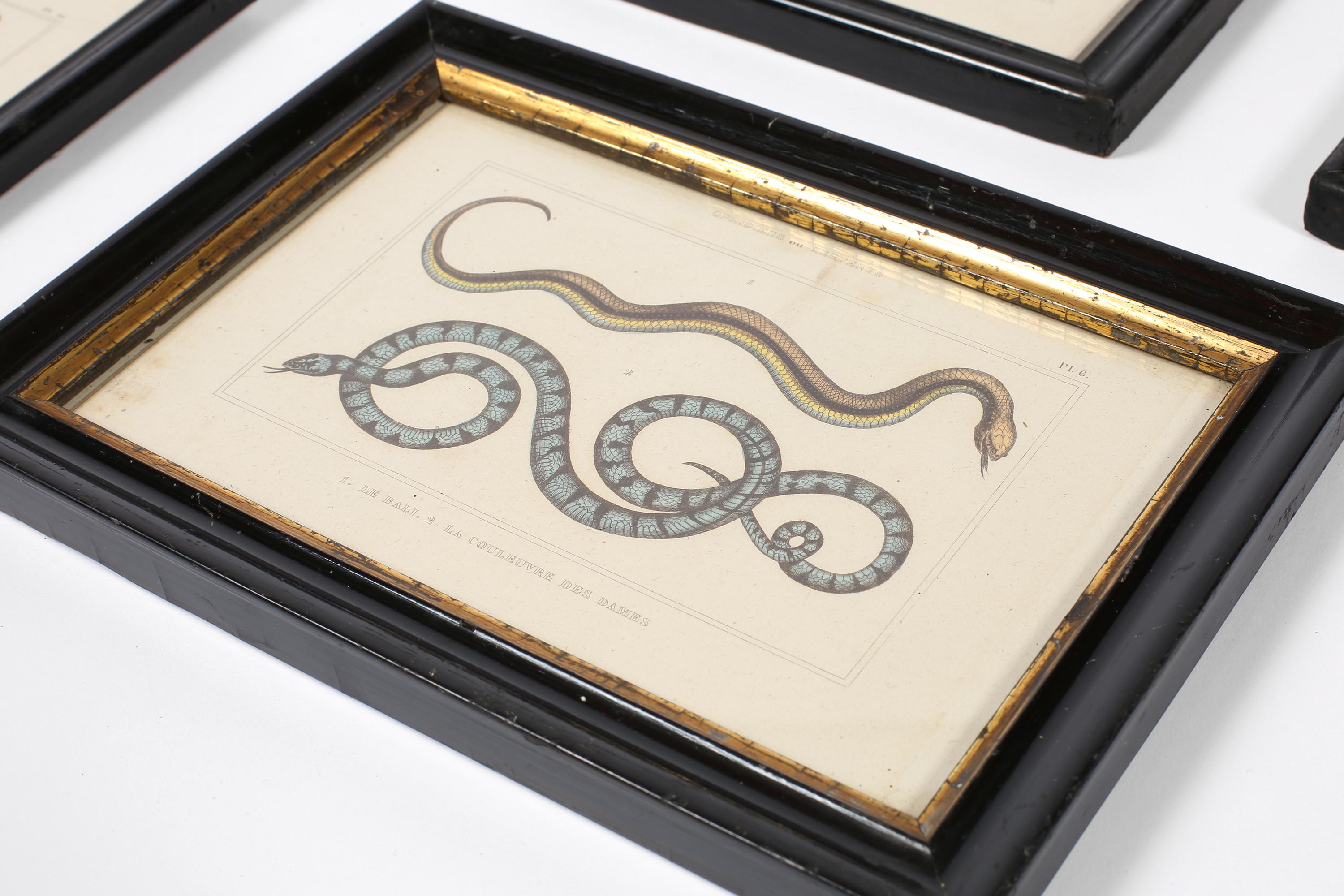 Grabado francés del siglo XIX sobre serpientes zoológicas Papel en venta