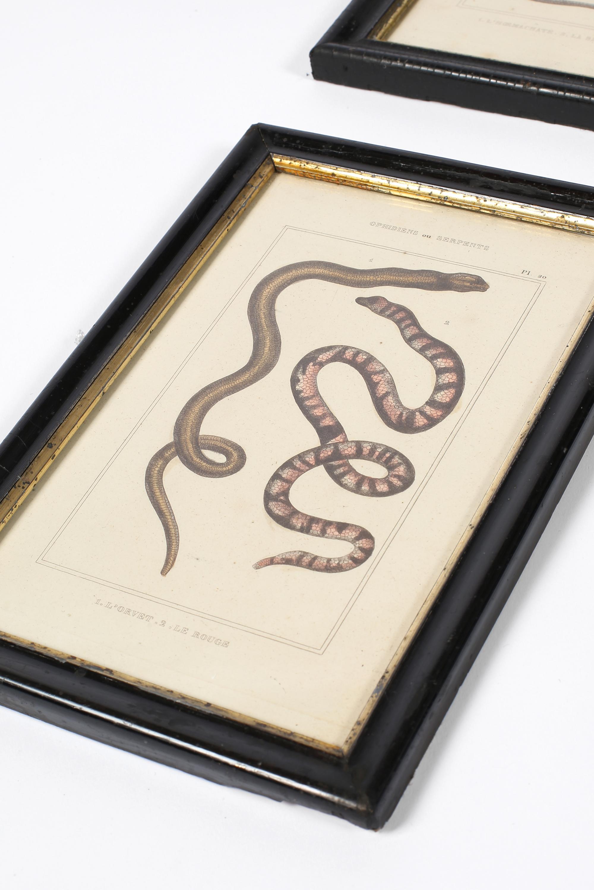 Grabado francés del siglo XIX sobre serpientes zoológicas en venta 1