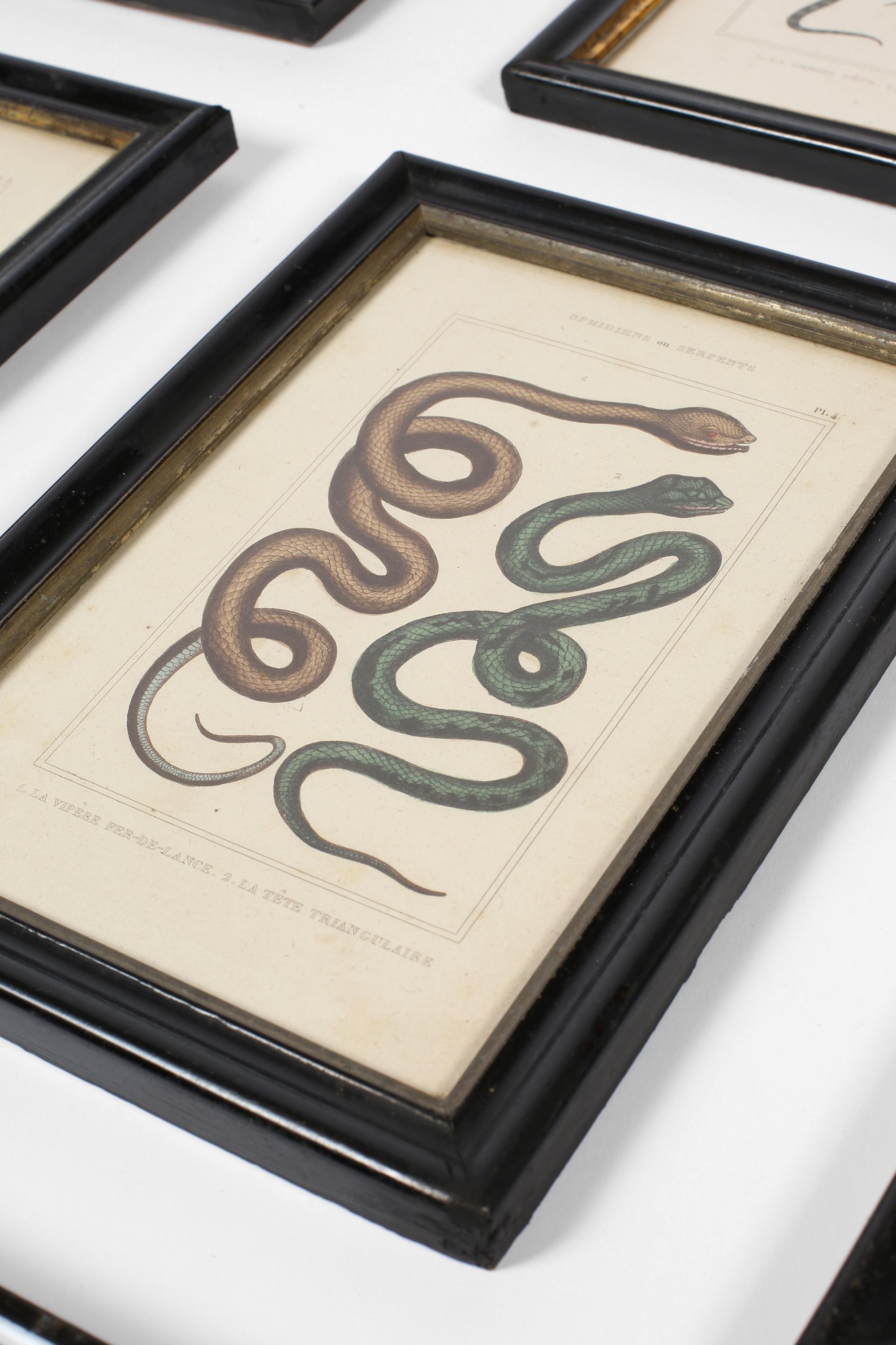 Grabado francés del siglo XIX sobre serpientes zoológicas en venta 3