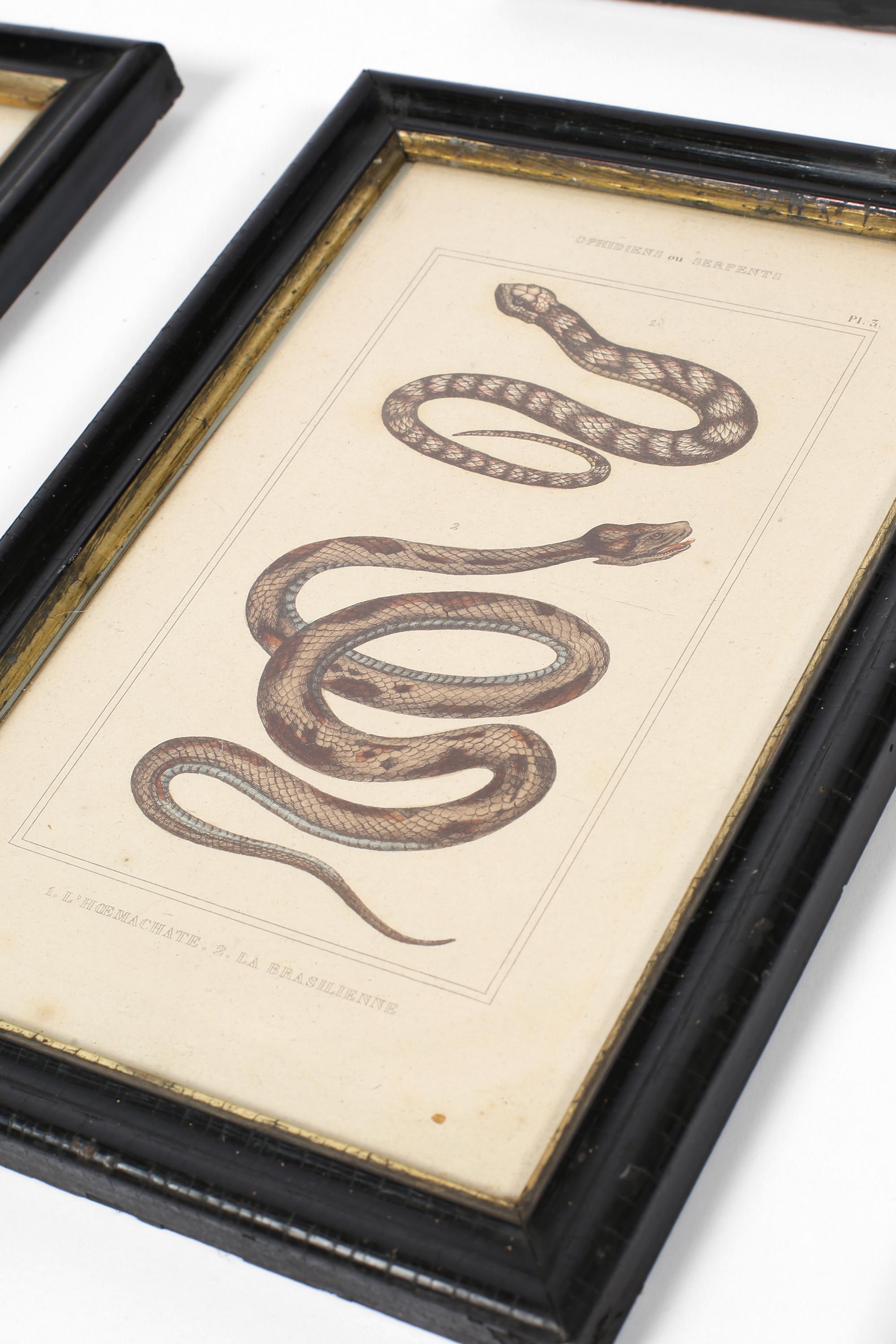 Grabado francés del siglo XIX sobre serpientes zoológicas en venta 4