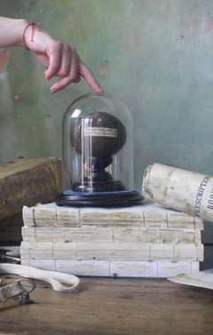 19. Jahrhundert George IV Bezoar Querschnitt große Kuh starb 1824 Kuriosität