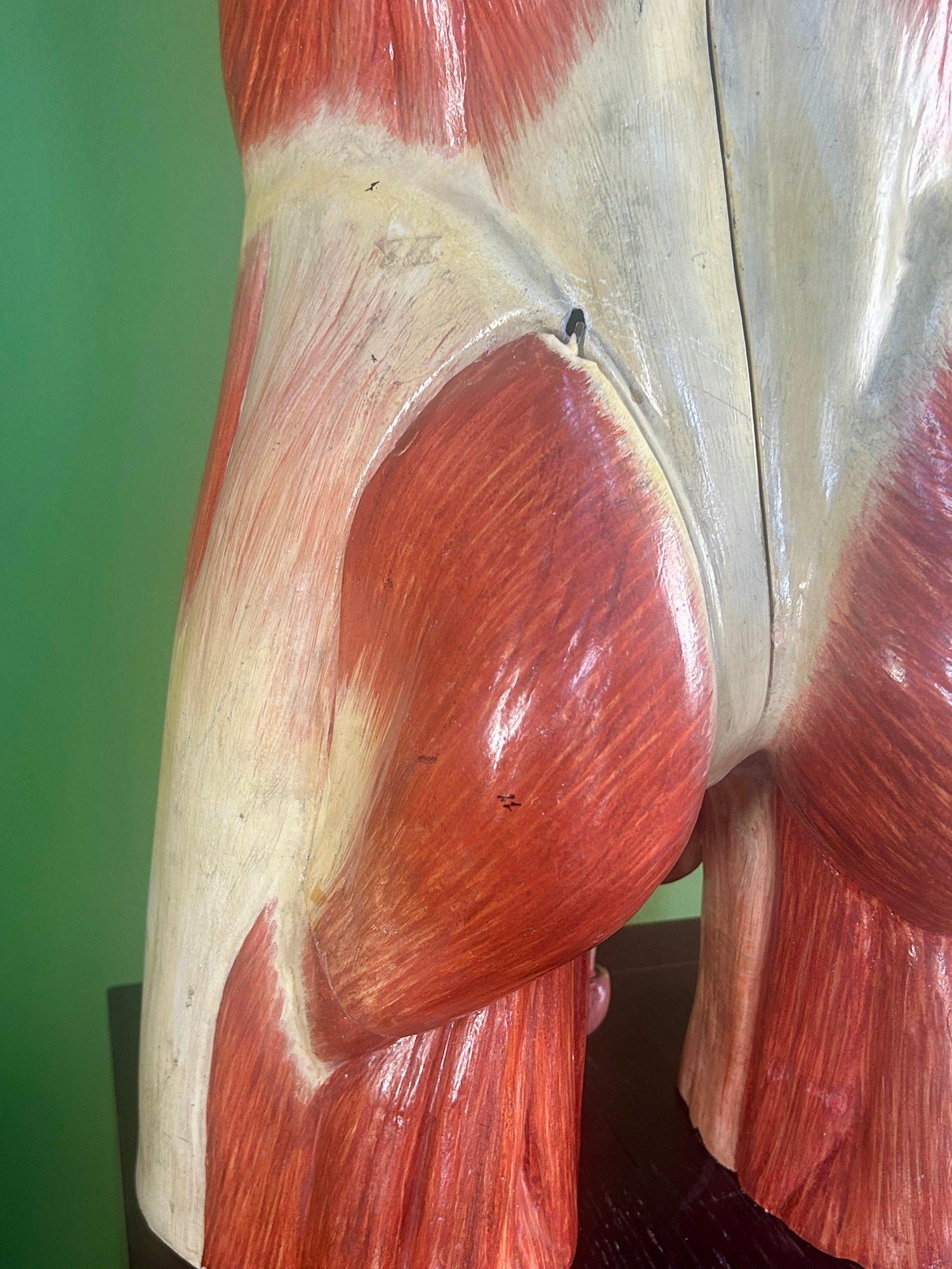Modello anatomico didattico dell'addome e del bacino tedesco del XIX secolo, attribuito a Sommer in vendita 3