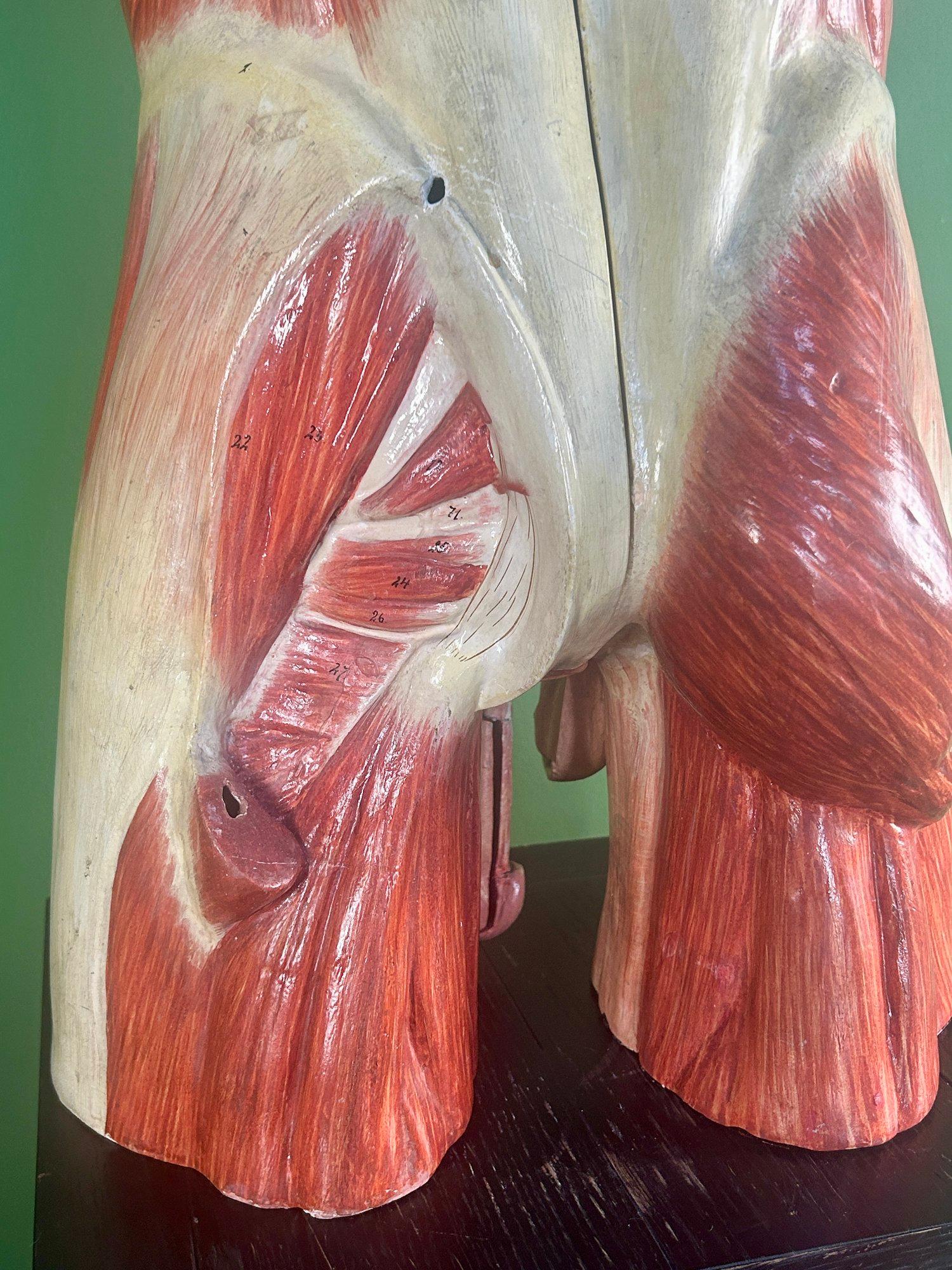 Modello anatomico didattico dell'addome e del bacino tedesco del XIX secolo, attribuito a Sommer in vendita 4