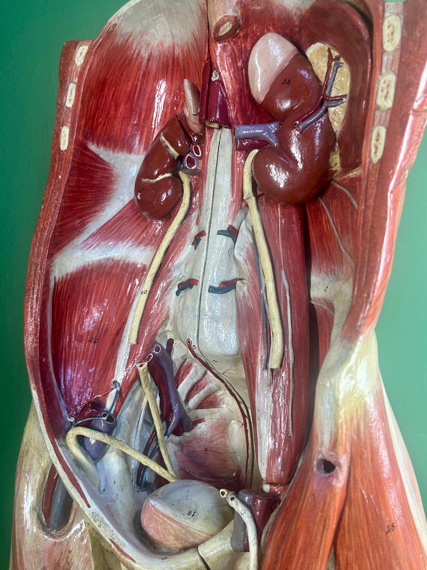 Modello anatomico didattico dell'addome e del bacino tedesco del XIX secolo, attribuito a Sommer in vendita 7