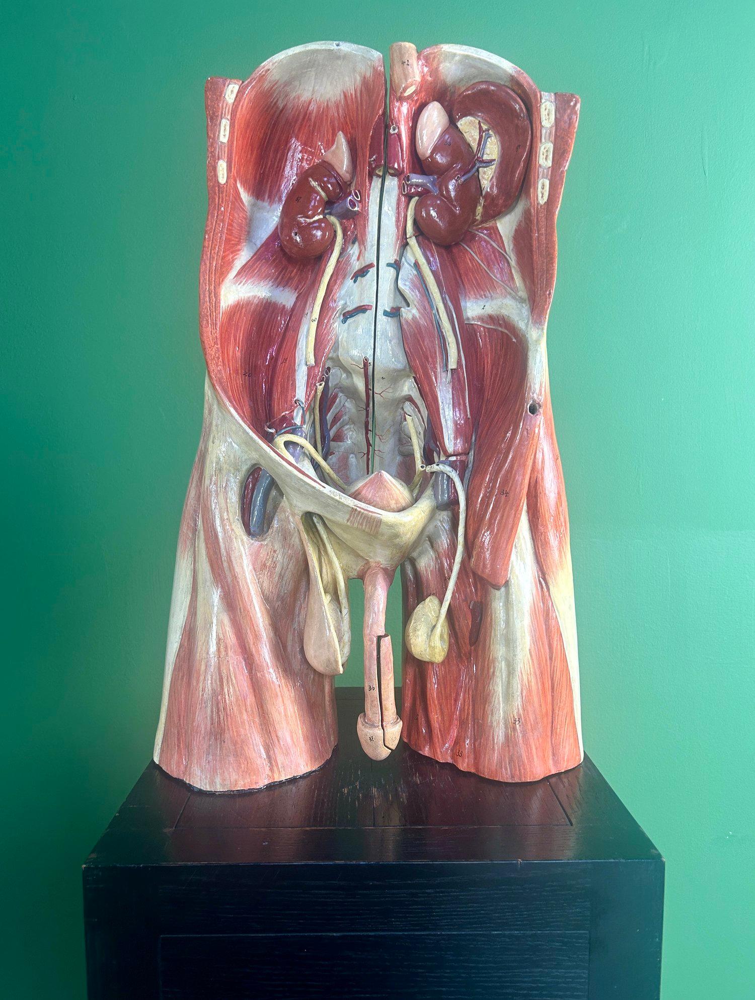 Modello anatomico didattico dell'addome e del bacino tedesco del XIX secolo, attribuito a Sommer in vendita 8