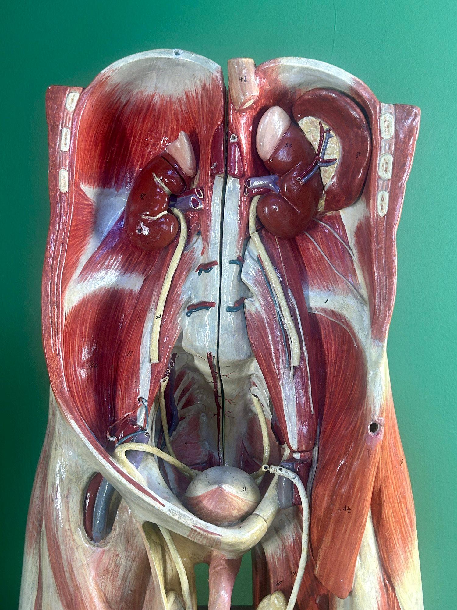 Modello anatomico didattico dell'addome e del bacino tedesco del XIX secolo, attribuito a Sommer in vendita 9