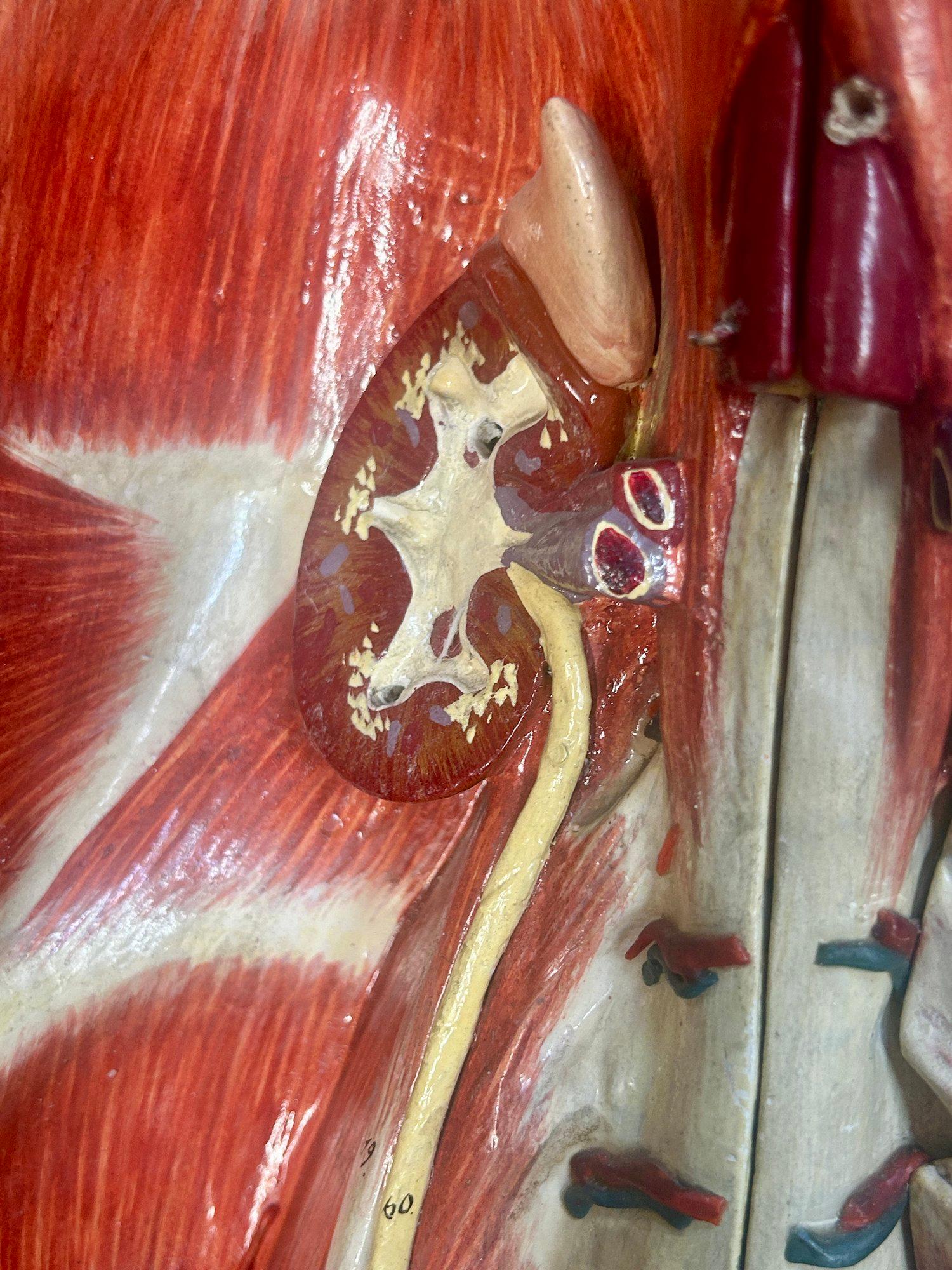 Modello anatomico didattico dell'addome e del bacino tedesco del XIX secolo, attribuito a Sommer in vendita 10