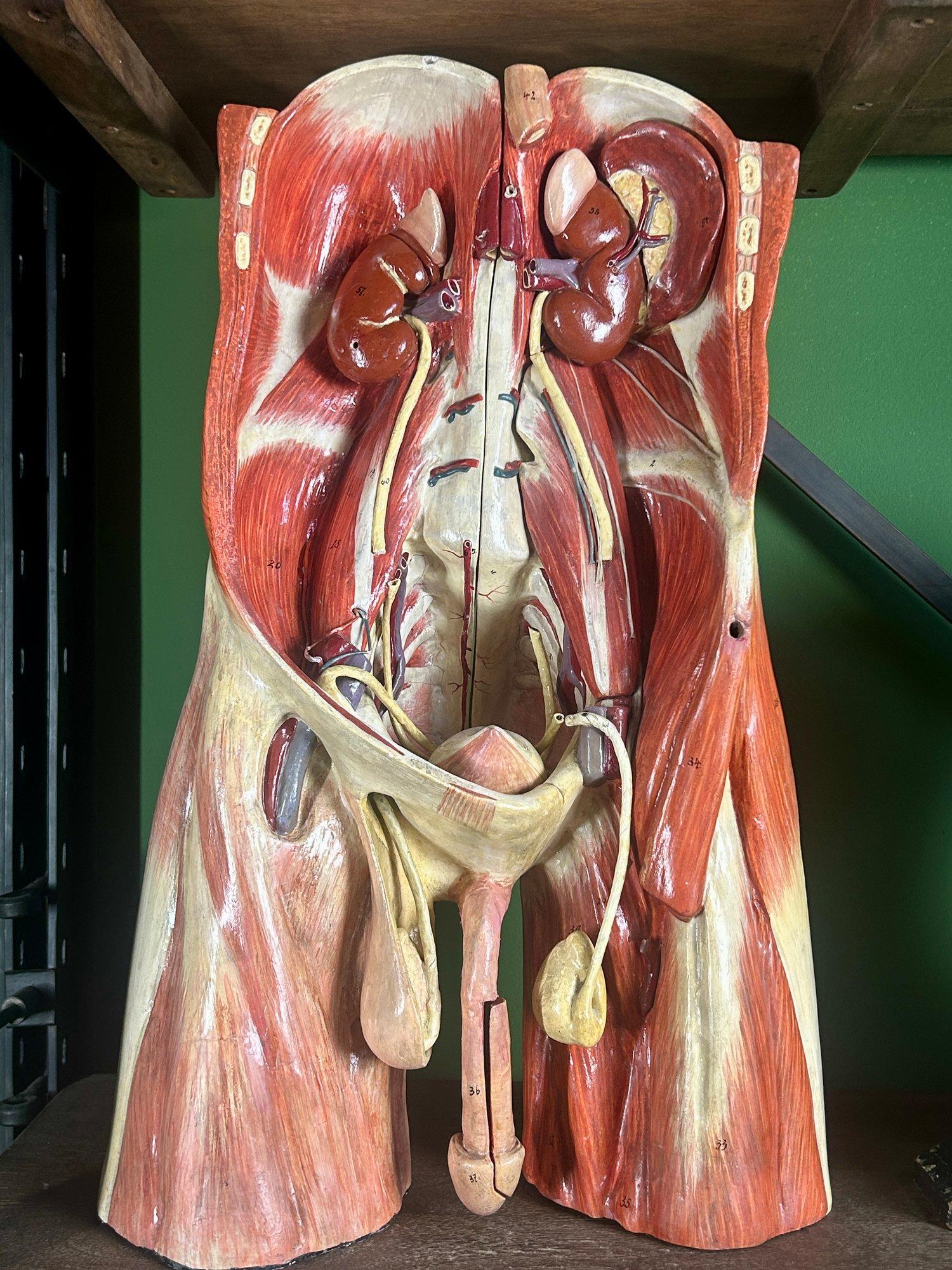 Modello anatomico antico, modello medico antico, modello anatomico antico, modello anatomico d'epoca, mobile antico delle curiosità, modello gotico antico, scultura anatomica.

Antico modello anatomico di torso tedesco del XIX secolo.

Raro modello