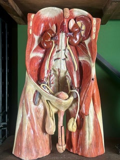 19th Century German Anatomical Didactic Abdominal & Pelvis Model attr. to Sommer