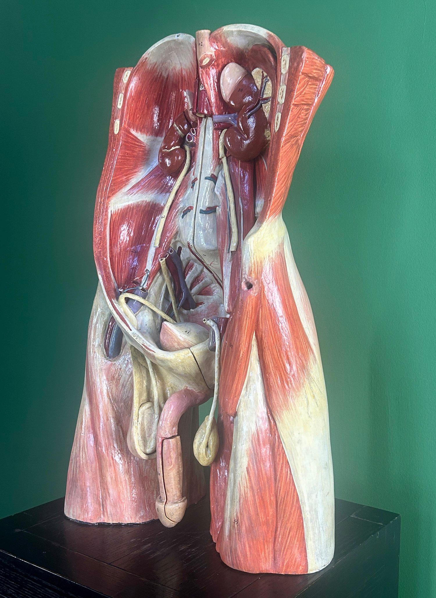 Industriale Modello anatomico didattico dell'addome e del bacino tedesco del XIX secolo, attribuito a Sommer in vendita