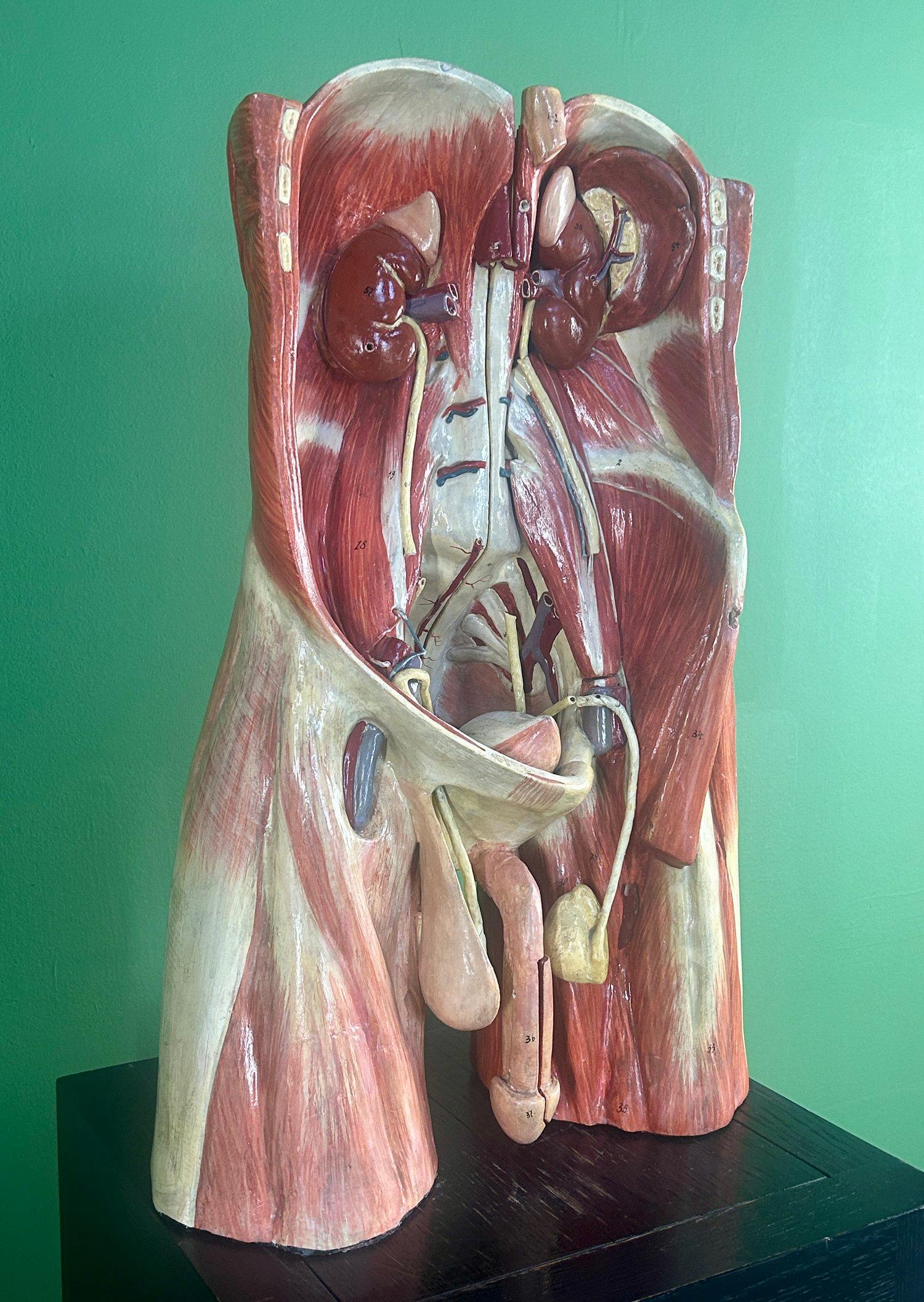 Tedesco Modello anatomico didattico dell'addome e del bacino tedesco del XIX secolo, attribuito a Sommer in vendita