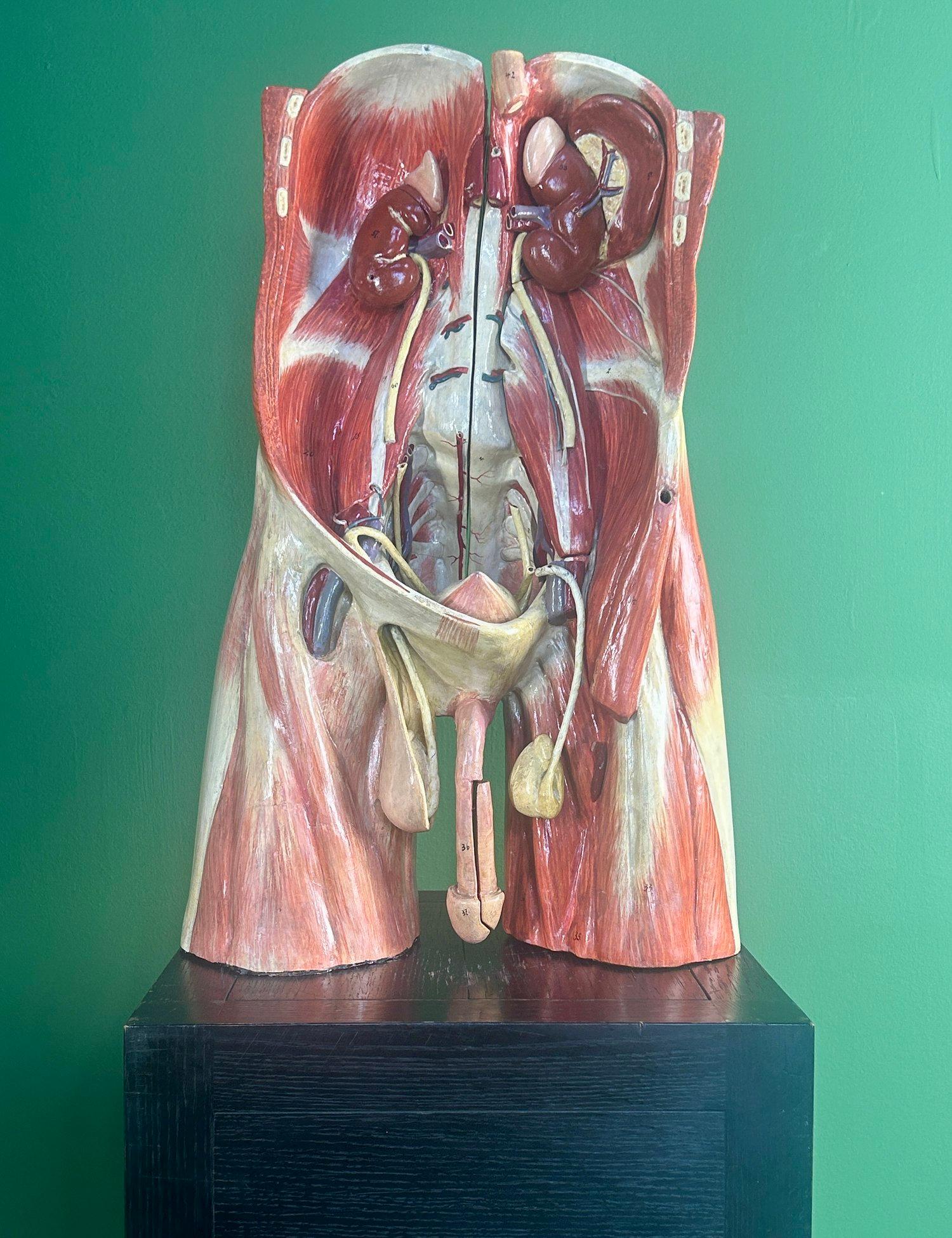 Intagliato Modello anatomico didattico dell'addome e del bacino tedesco del XIX secolo, attribuito a Sommer in vendita
