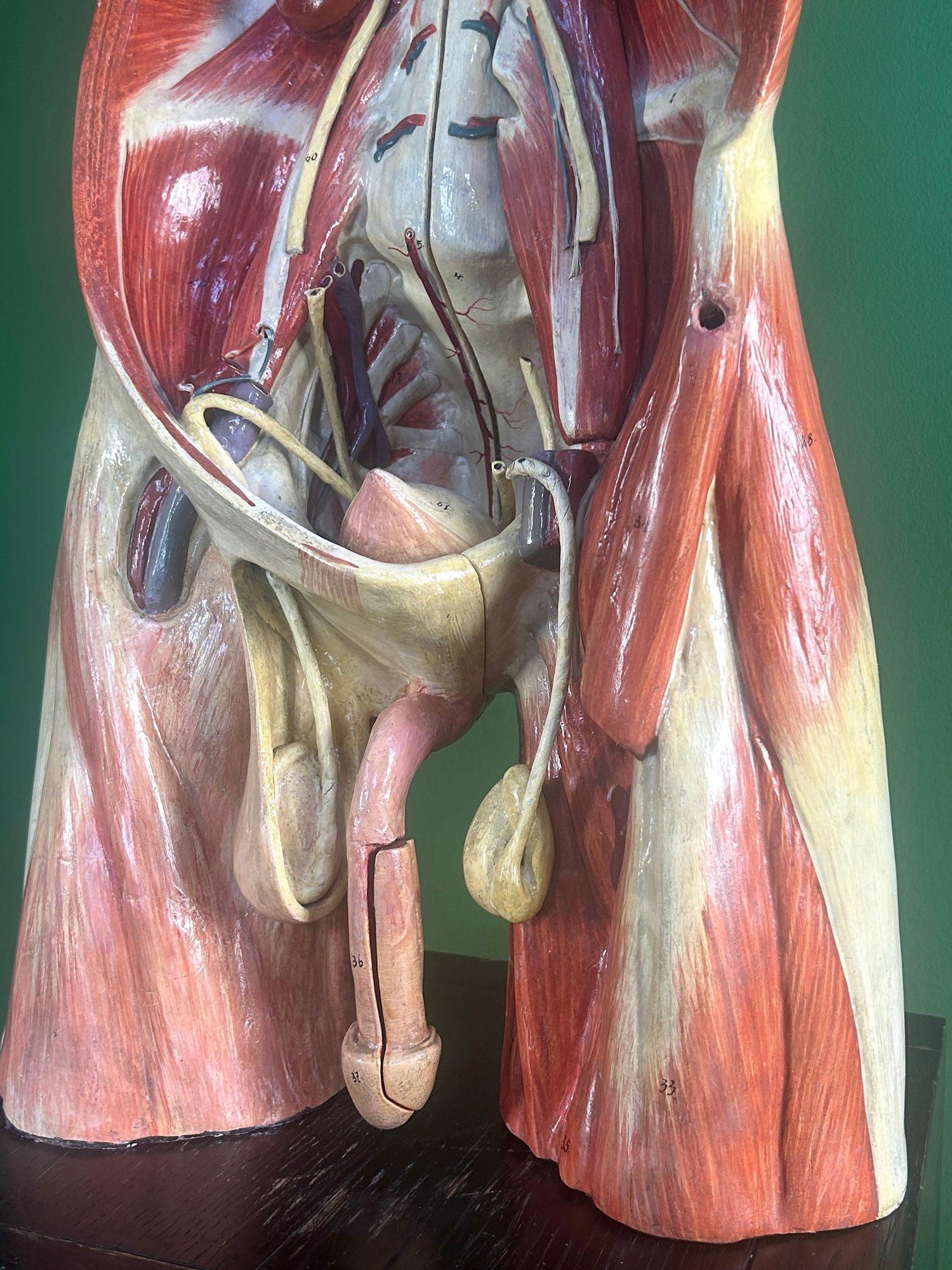 Modello anatomico didattico dell'addome e del bacino tedesco del XIX secolo, attribuito a Sommer In condizioni buone in vendita a London, GB