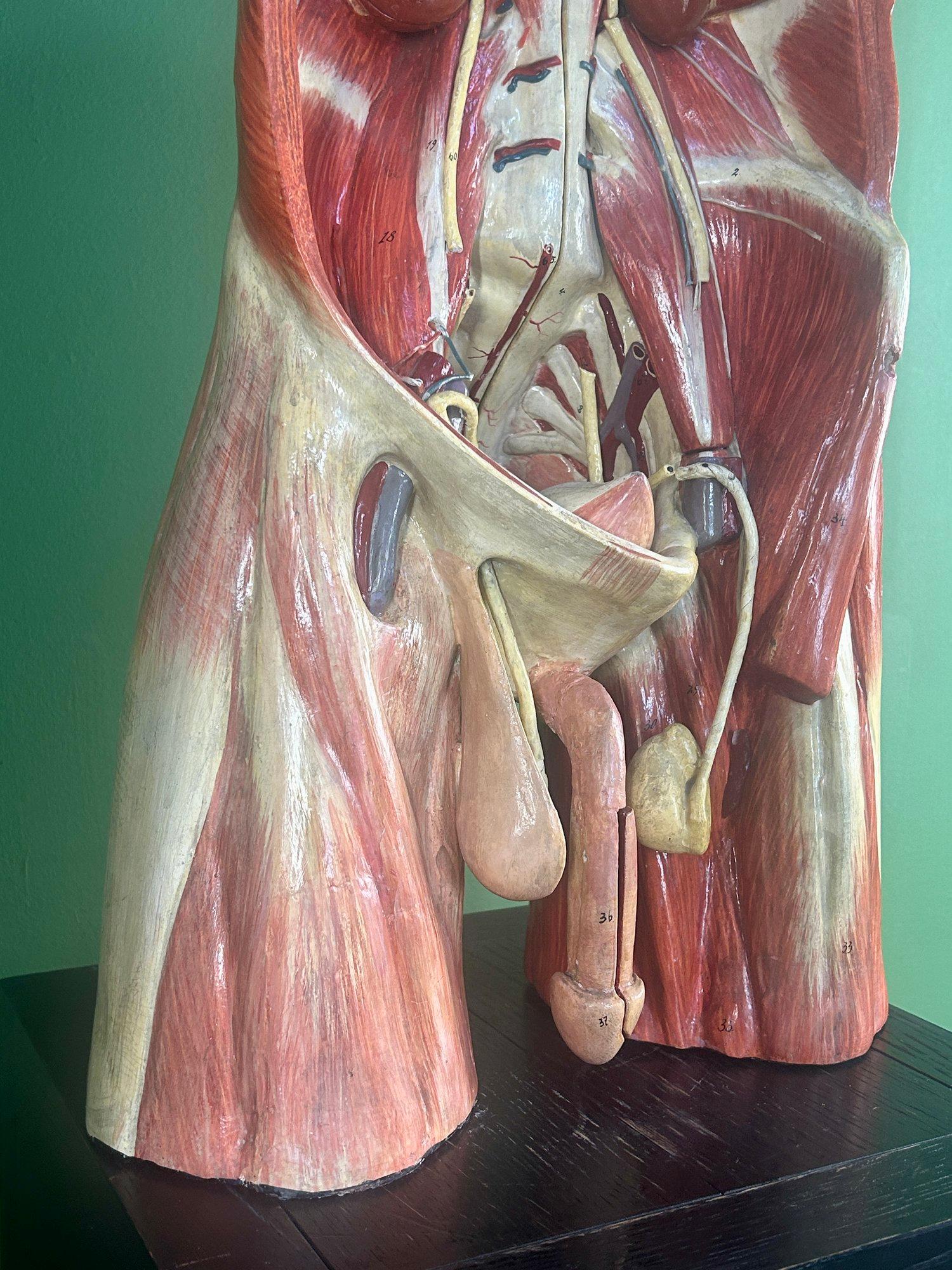 Intonaco Modello anatomico didattico dell'addome e del bacino tedesco del XIX secolo, attribuito a Sommer in vendita