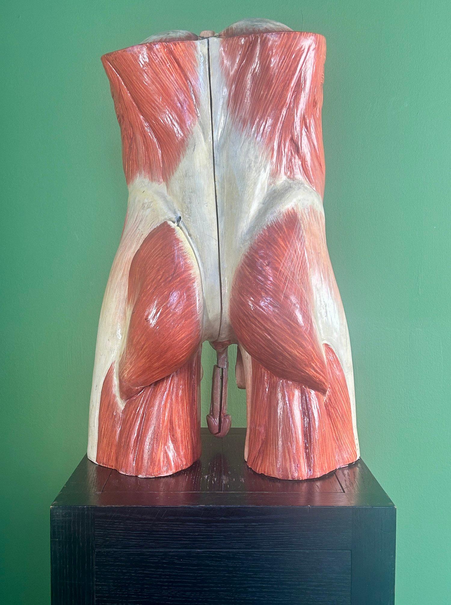 Modello anatomico didattico dell'addome e del bacino tedesco del XIX secolo, attribuito a Sommer in vendita 2