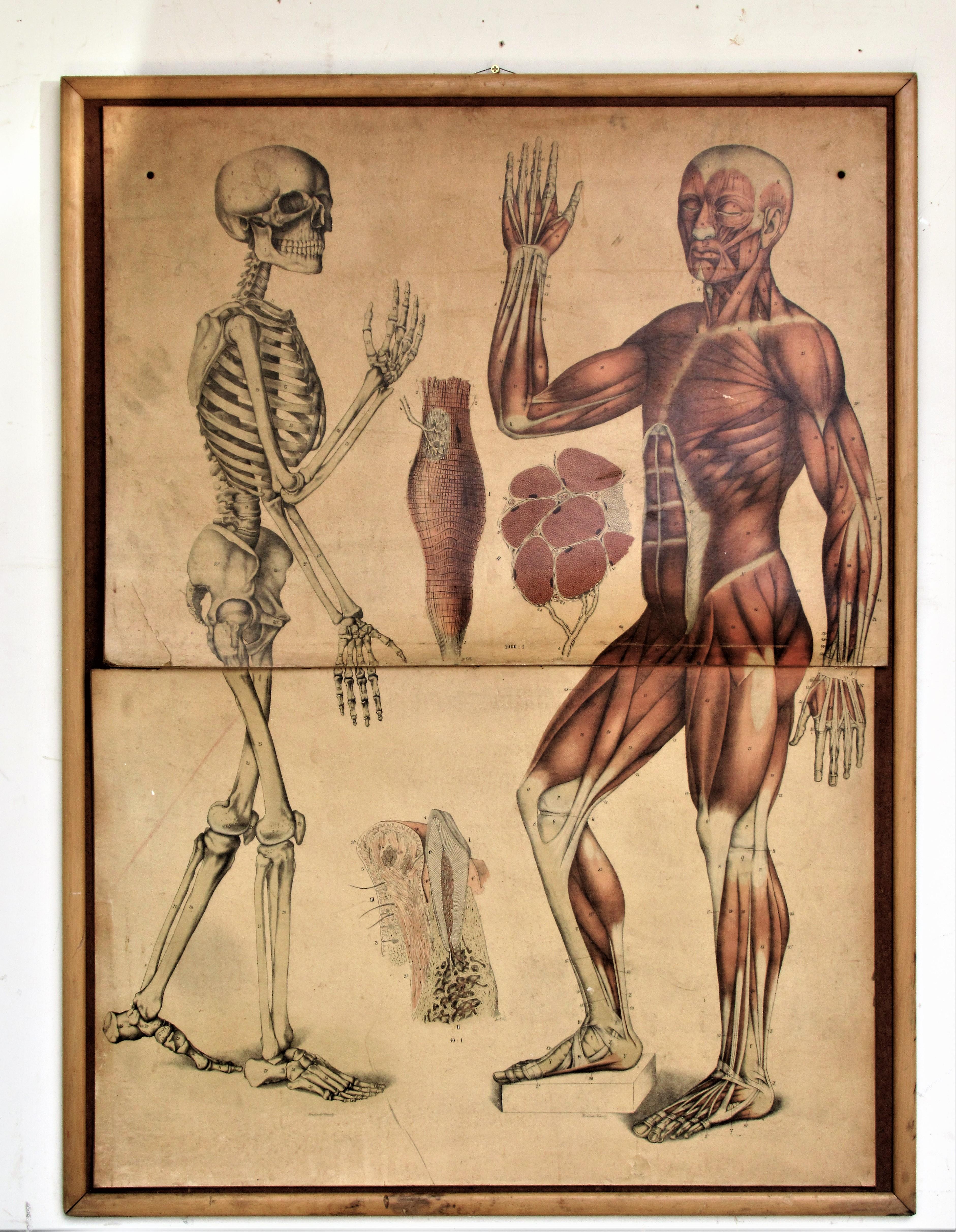 A large 19th century German anatomical print by Foedisch Krantz on paper board of two full figures showing the male skeletal and the male musculature. It is in two sections that are set in a frame and tacked down on Masonite board. Signed in two