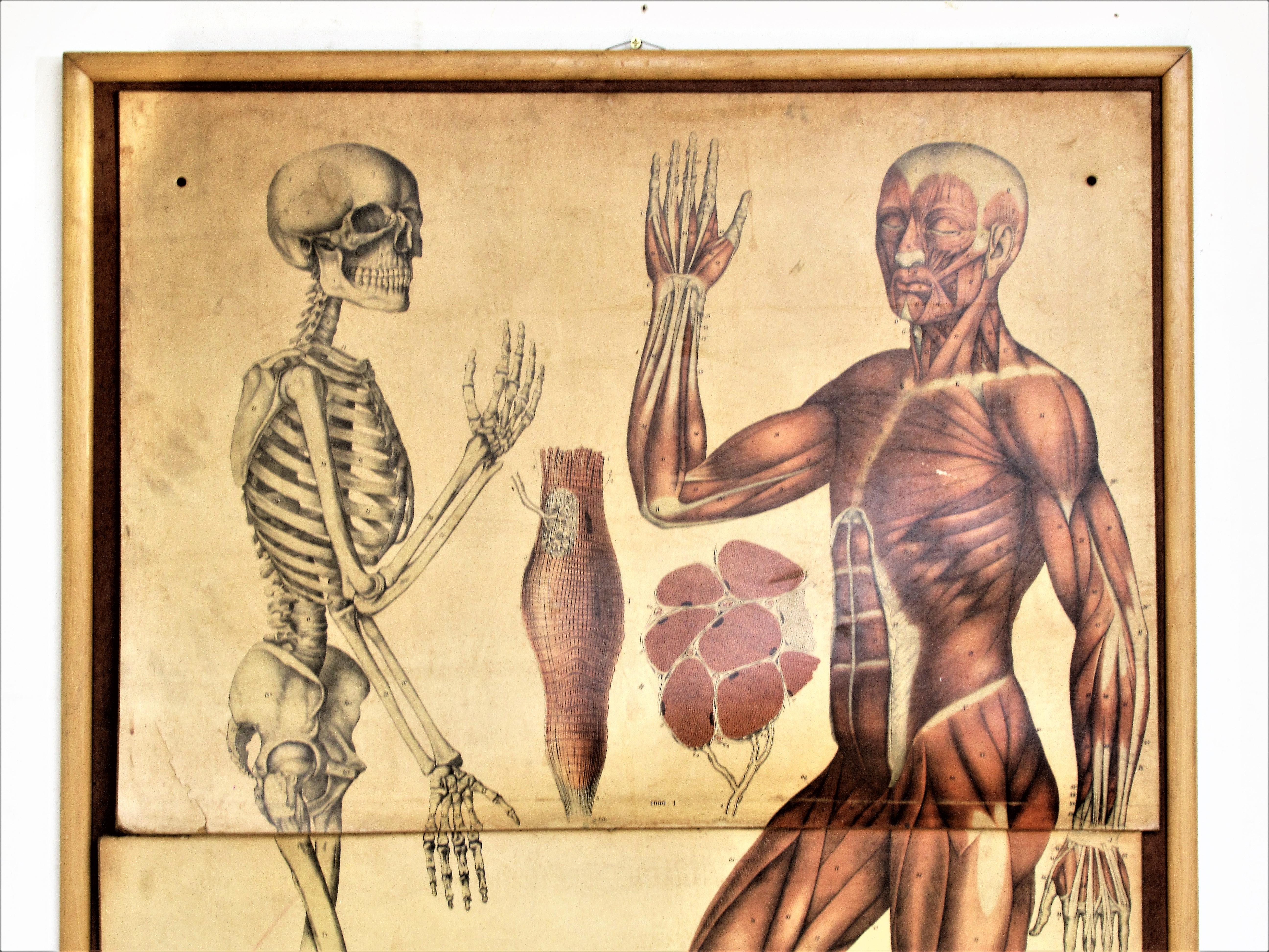 19th century anatomy