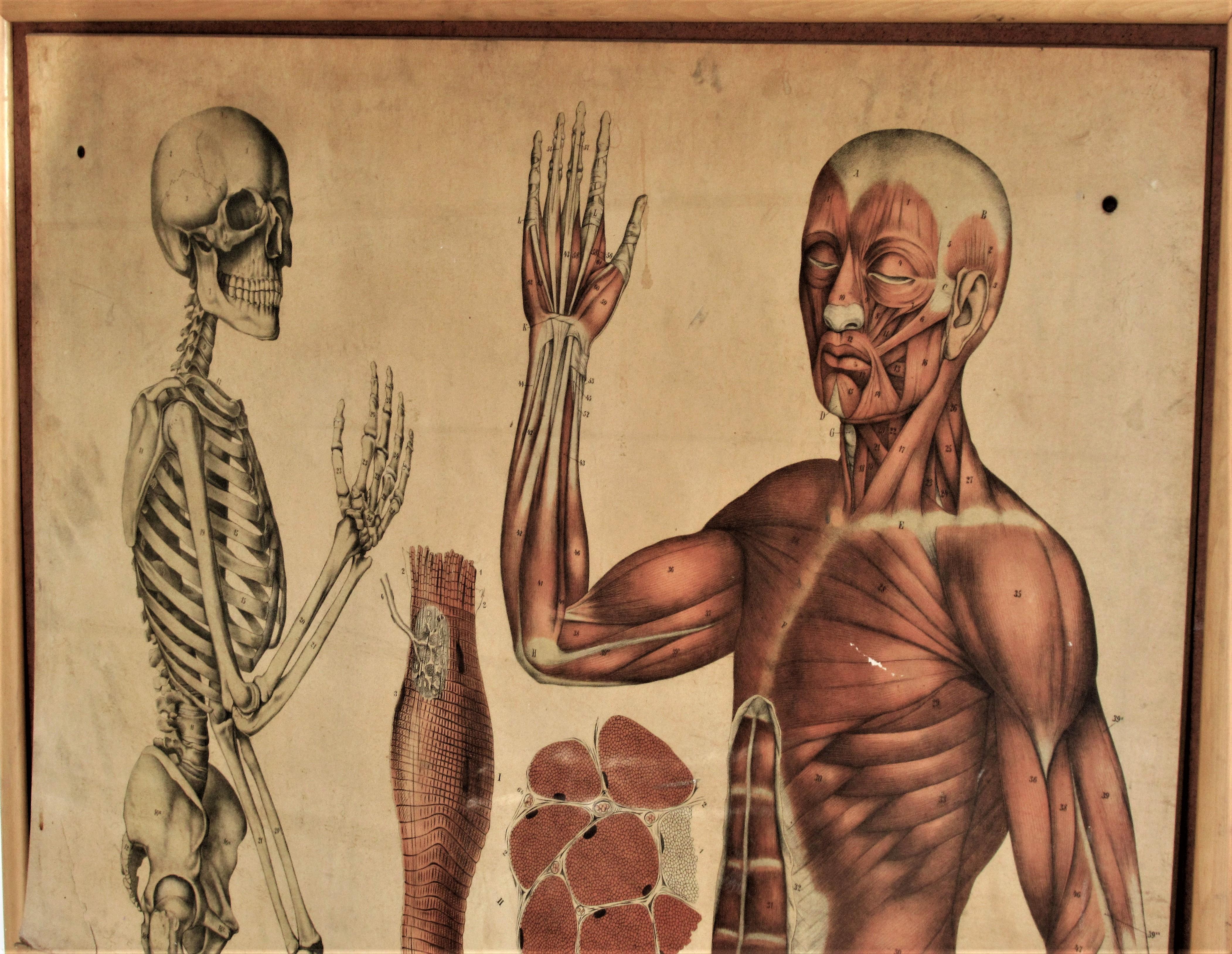 German 19th Century Anatomical Print Skeletal & Musculature