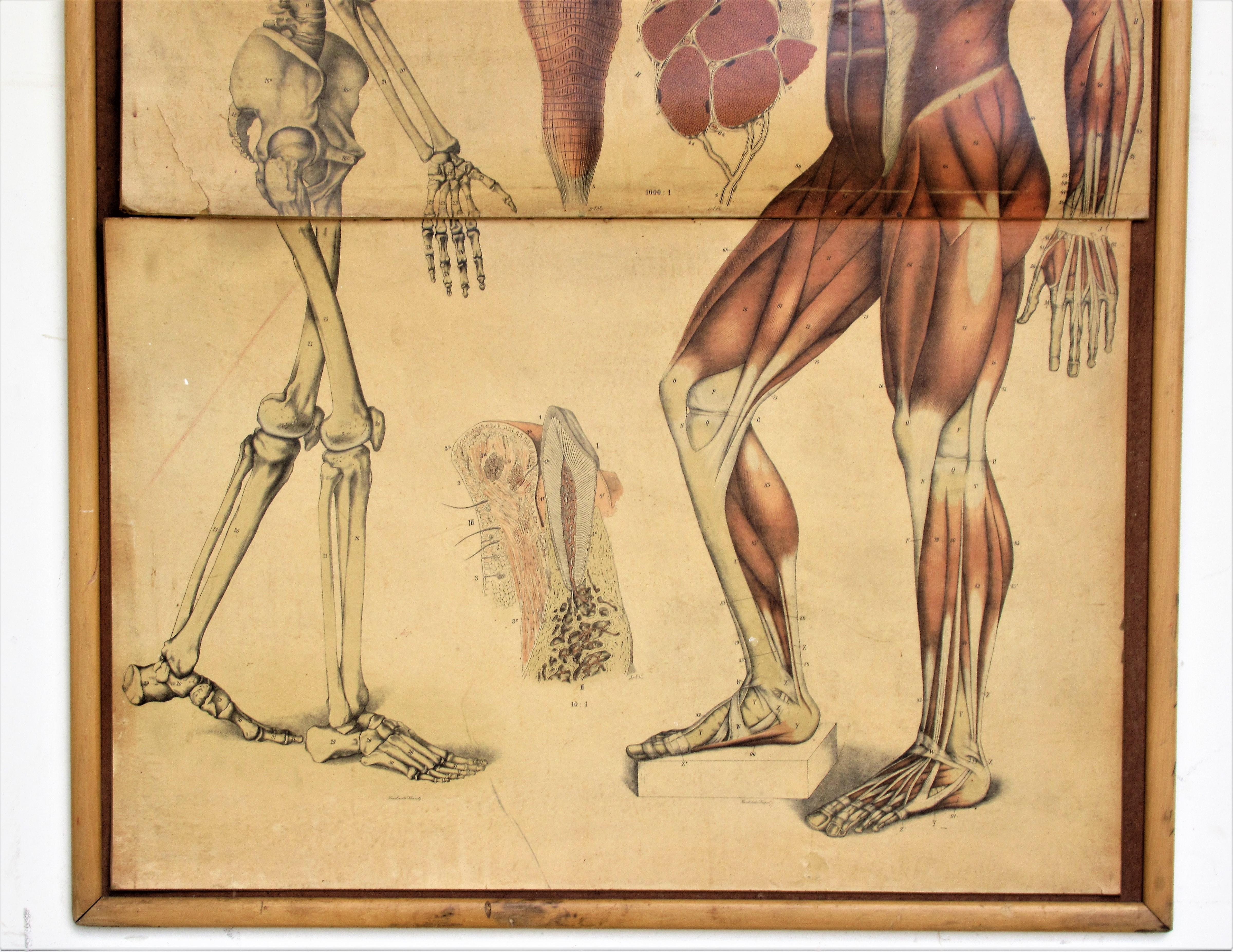 19th Century Anatomical Print Skeletal & Musculature In Fair Condition In Rochester, NY