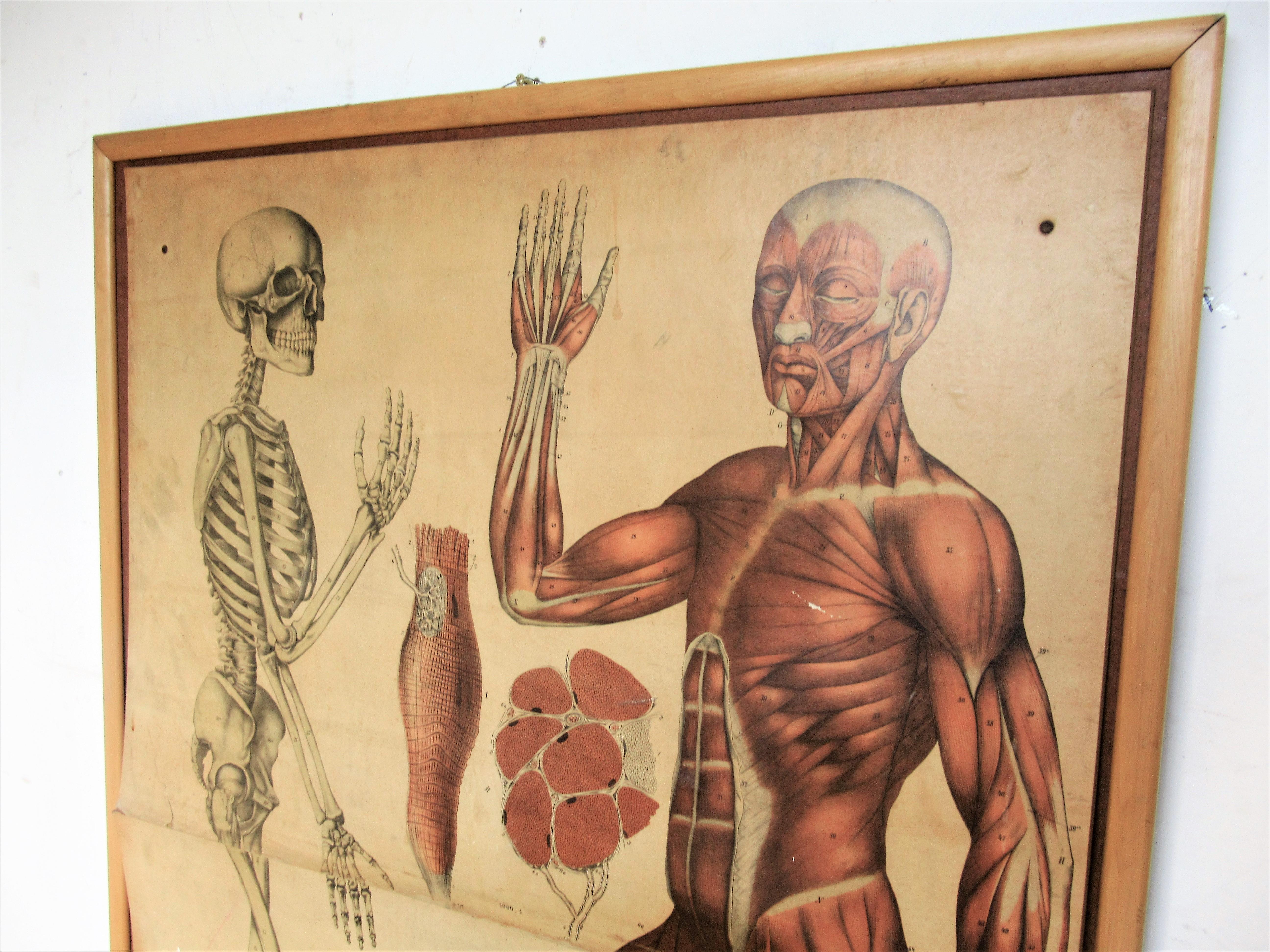 Wood 19th Century Anatomical Print Skeletal & Musculature