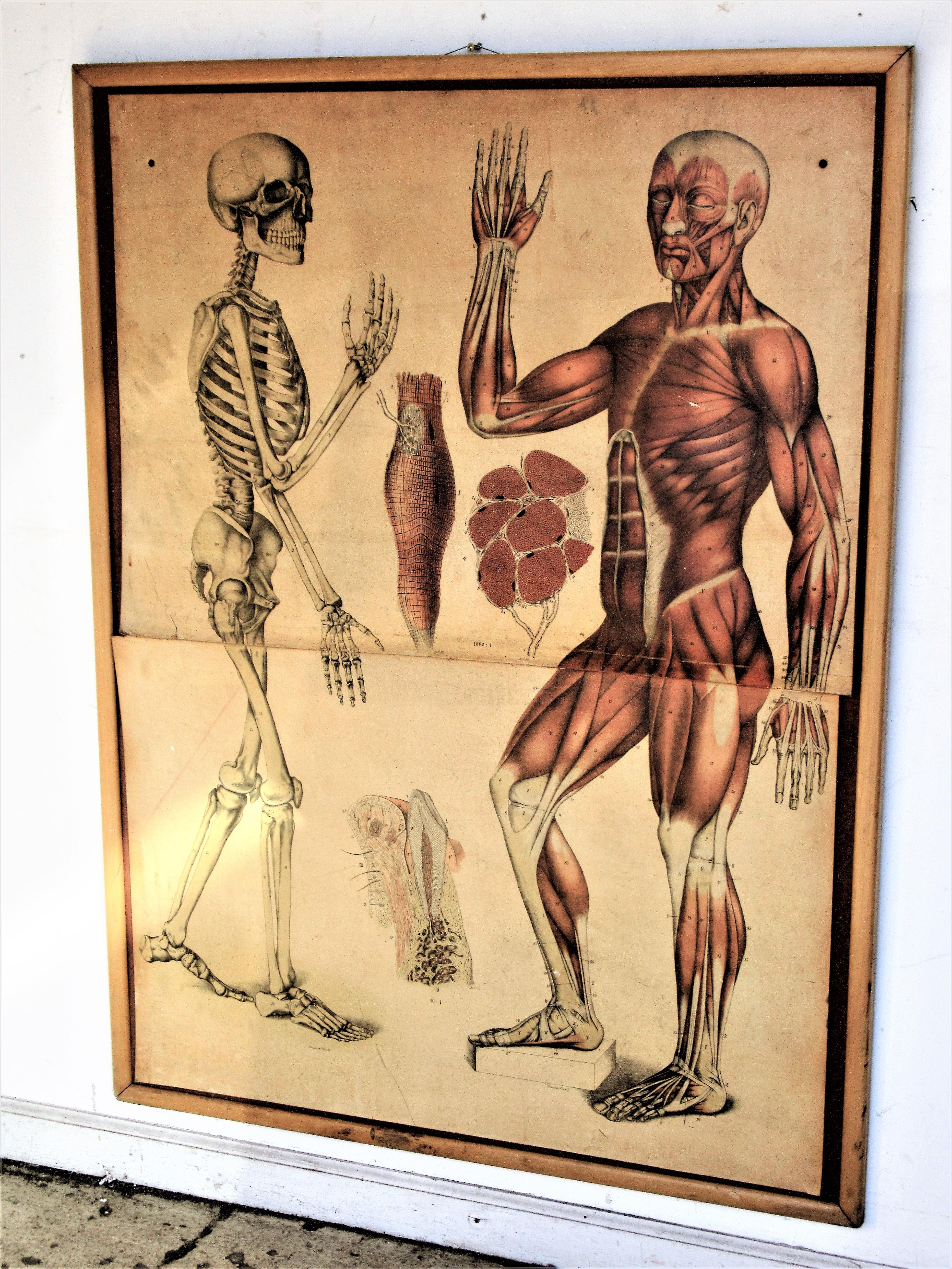 19th Century Anatomical Print Skeletal & Musculature 1