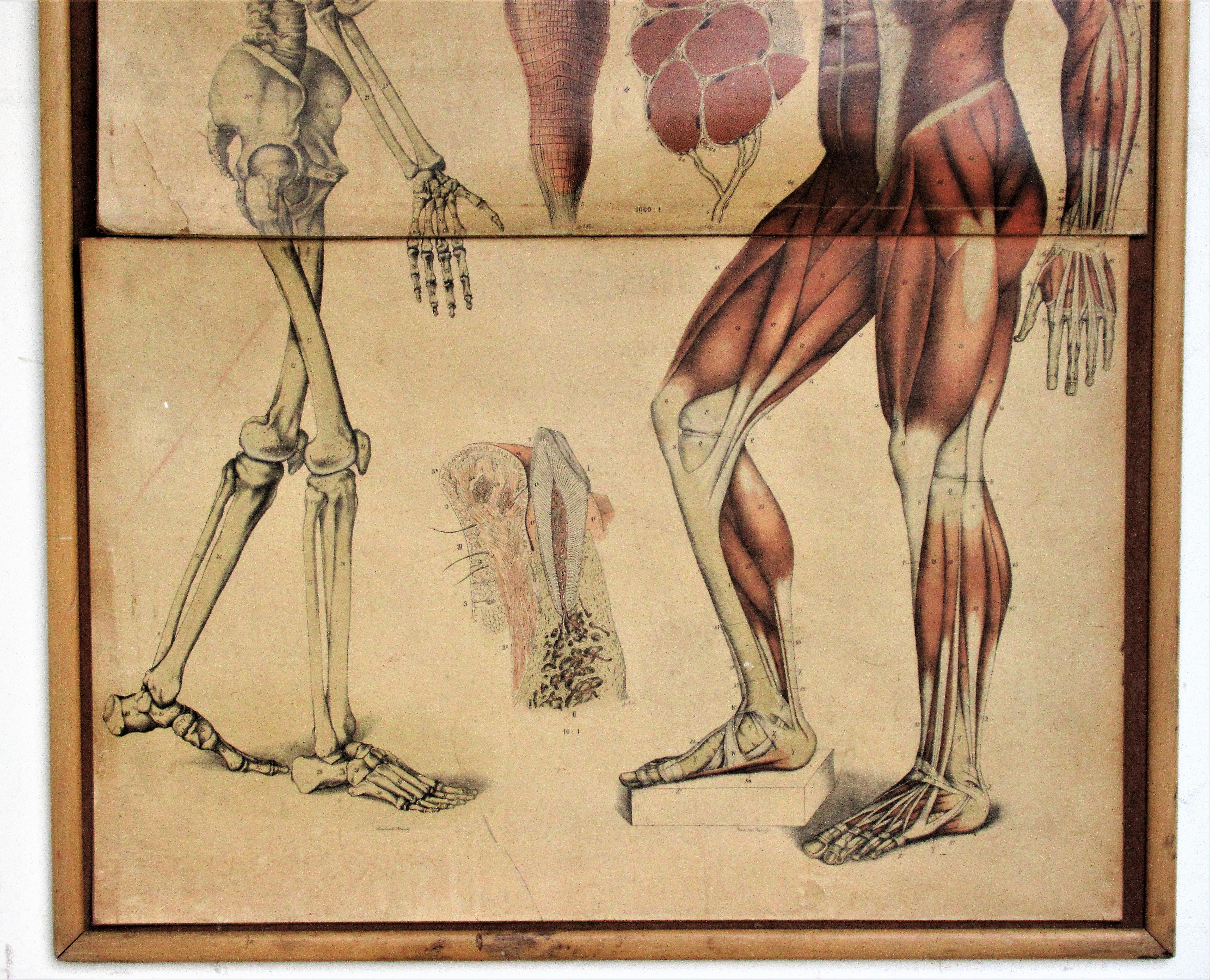 19th Century Anatomical Print Skeletal & Musculature 2