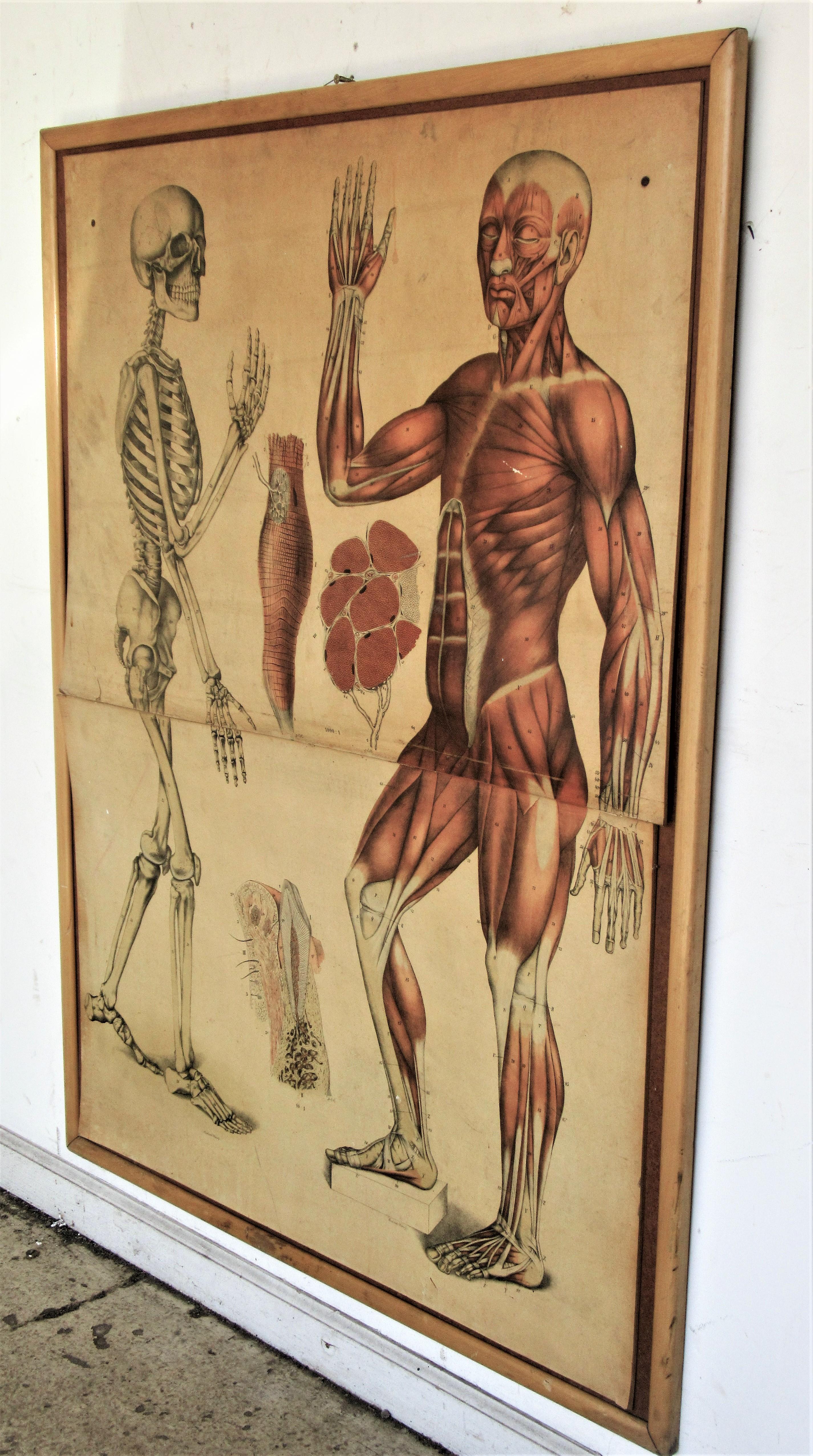 19th Century Anatomical Print Skeletal & Musculature 3