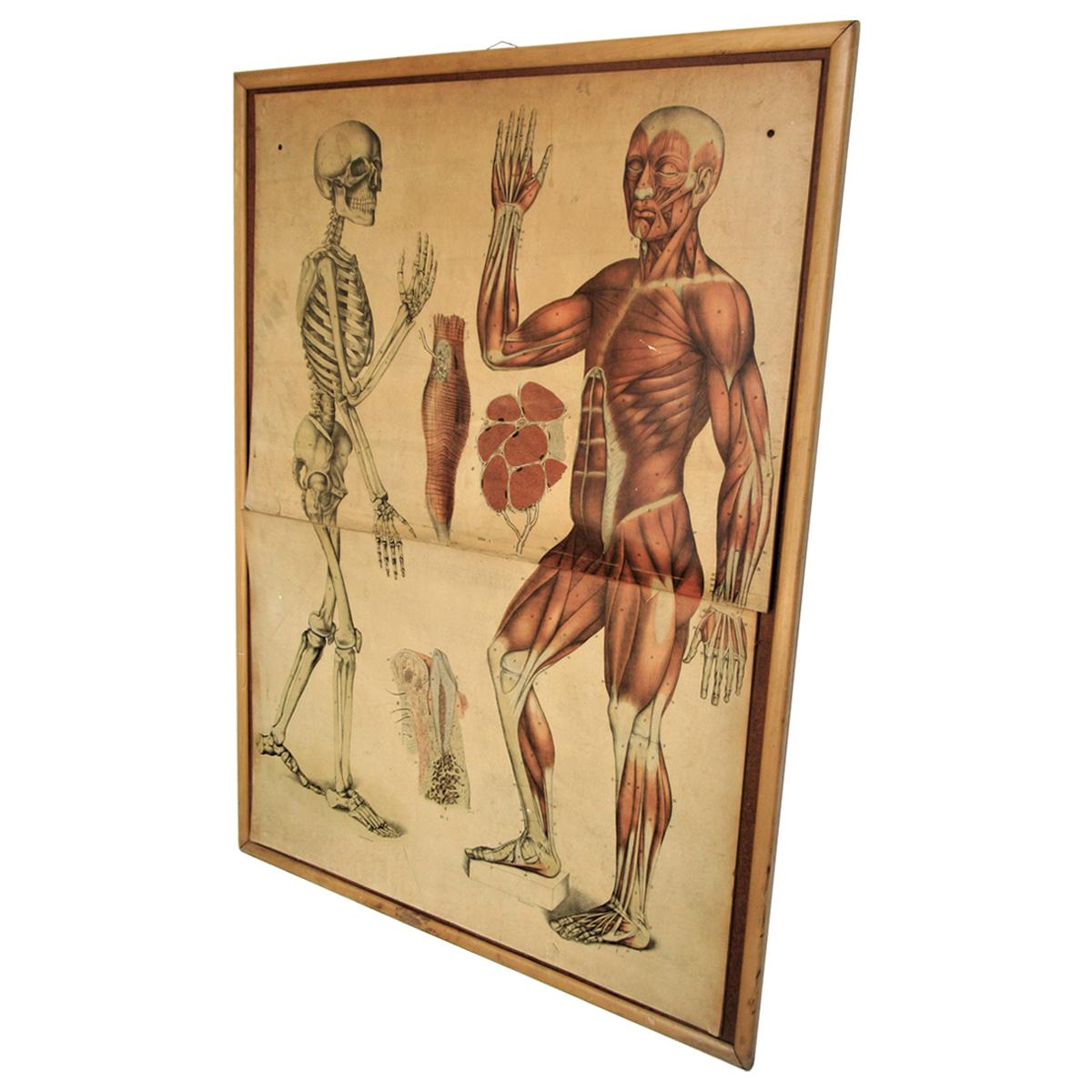 19th Century Anatomical Print Skeletal & Musculature