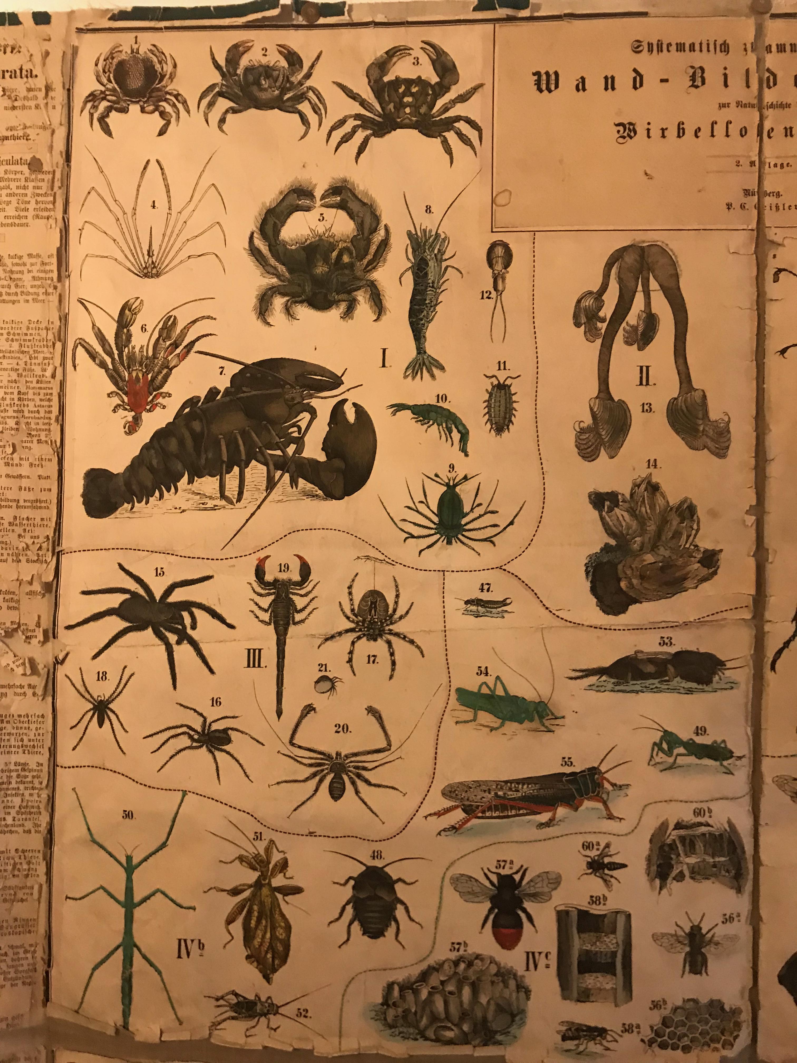 19th Century German Scientific Chart Coral, and Butterflies 