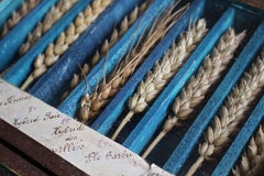 19th Century Glazed Specimen Box Containing Wheat Agricultural Scientific Curio