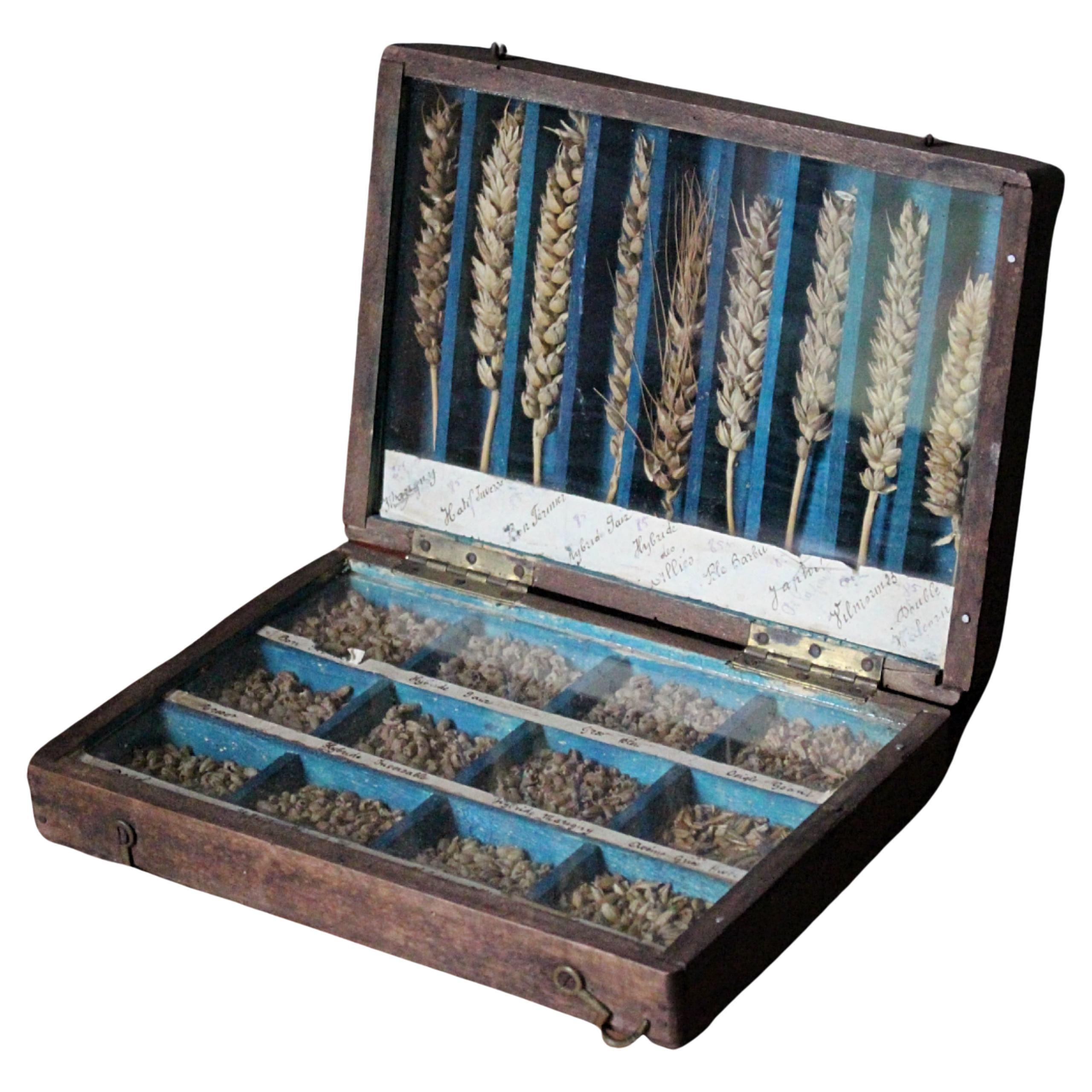 19th Century Glazed Specimen Box Containing Wheat Agricultural Scientific Curio