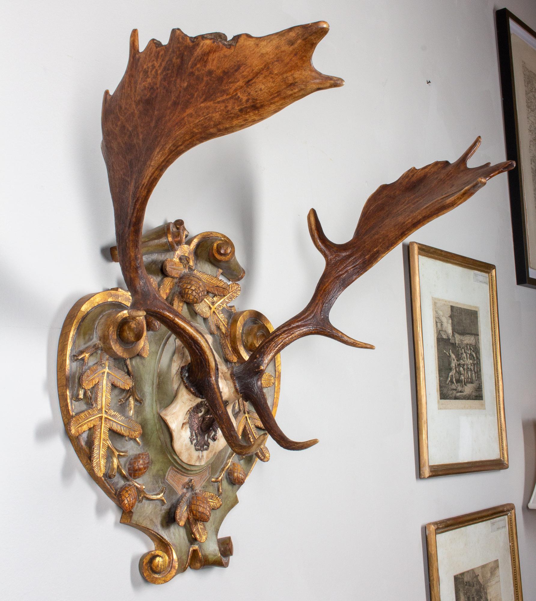 19th Century Habsburg Fallow Hunt Trophy with Original Wappen from Austria 4