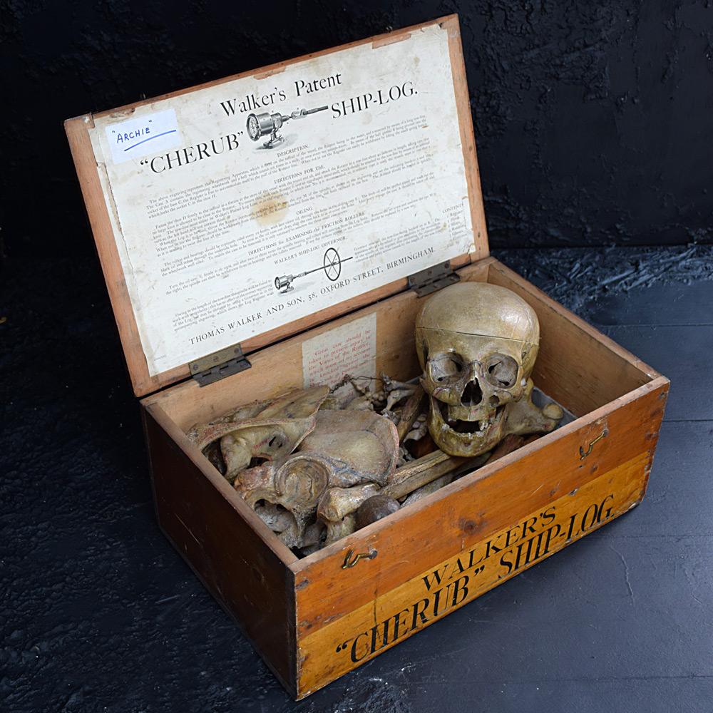 Hand-Crafted 19th Century Half Human Medical Skelton