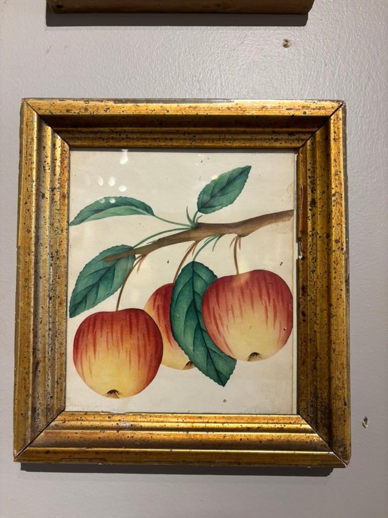 Handkolorierte Obstbotanisten des 19. Jahrhunderts in vergoldeten Holzrahmen, Gruppe von 10 Stück (amerikanisch) im Angebot