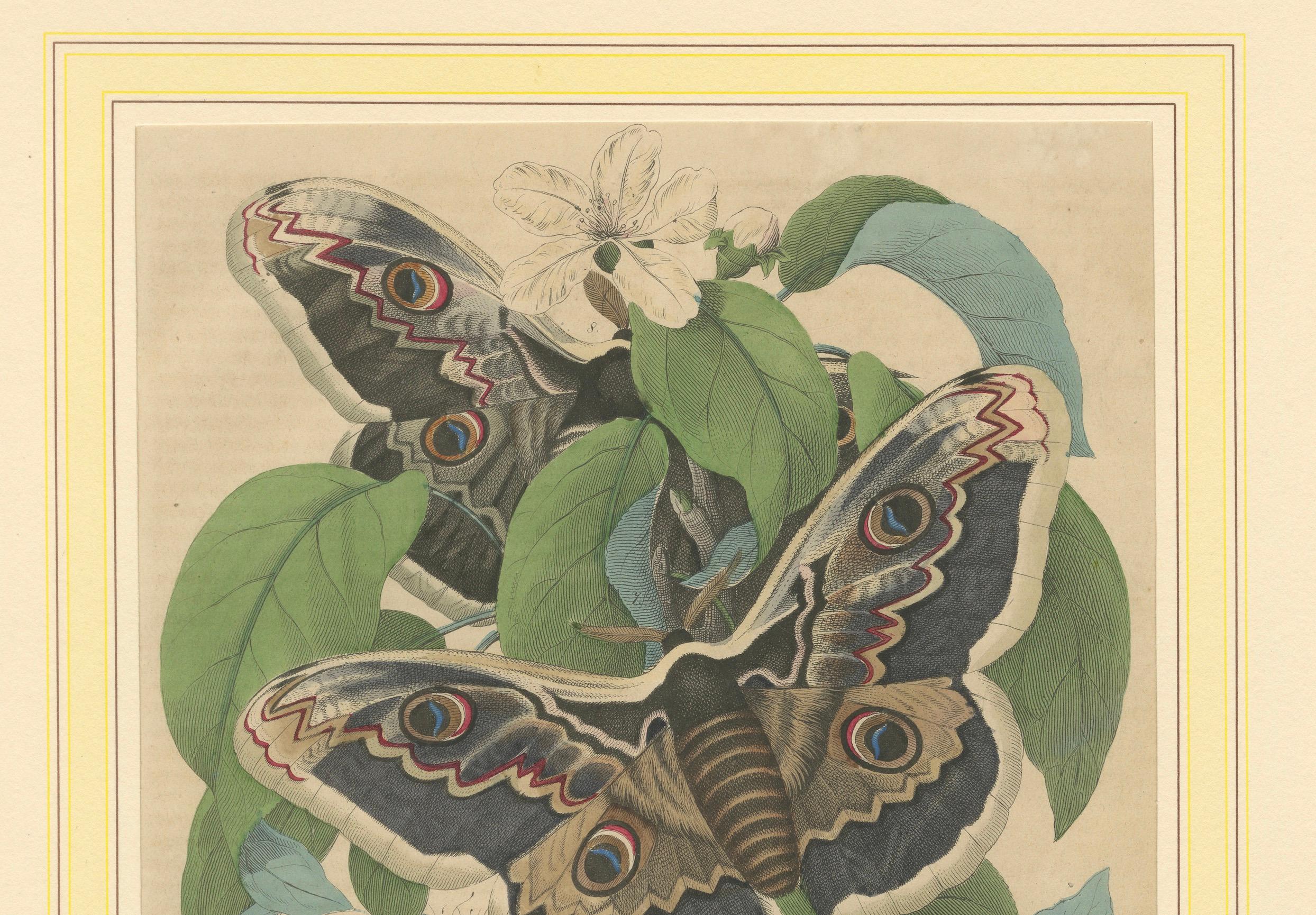 Titolo: Litografia colorata a mano del XIX secolo di falene giganti e ciclo di vita del baco da seta - Un capolavoro dell'arte della storia naturale  

Descrizione:  Questa squisita litografia colorata a mano del XIX secolo cattura la maestosa