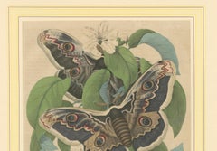 19th-Century Hand-Colored Lithograph of Giant Moths and Silkworm Life Cycle
