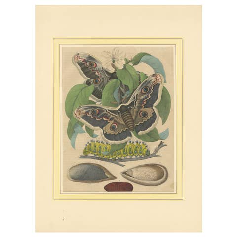 19th-Century Hand-Colored Lithograph of Giant Moths and Silkworm Life Cycle
