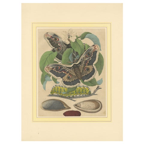 19th-Century Hand-Colored Lithograph of Giant Moths and Silkworm Life Cycle