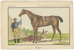 Lithographie du 19e siècle, coloriée à la main, représentant le cheval "Bergère", tirée du Journal des Haras