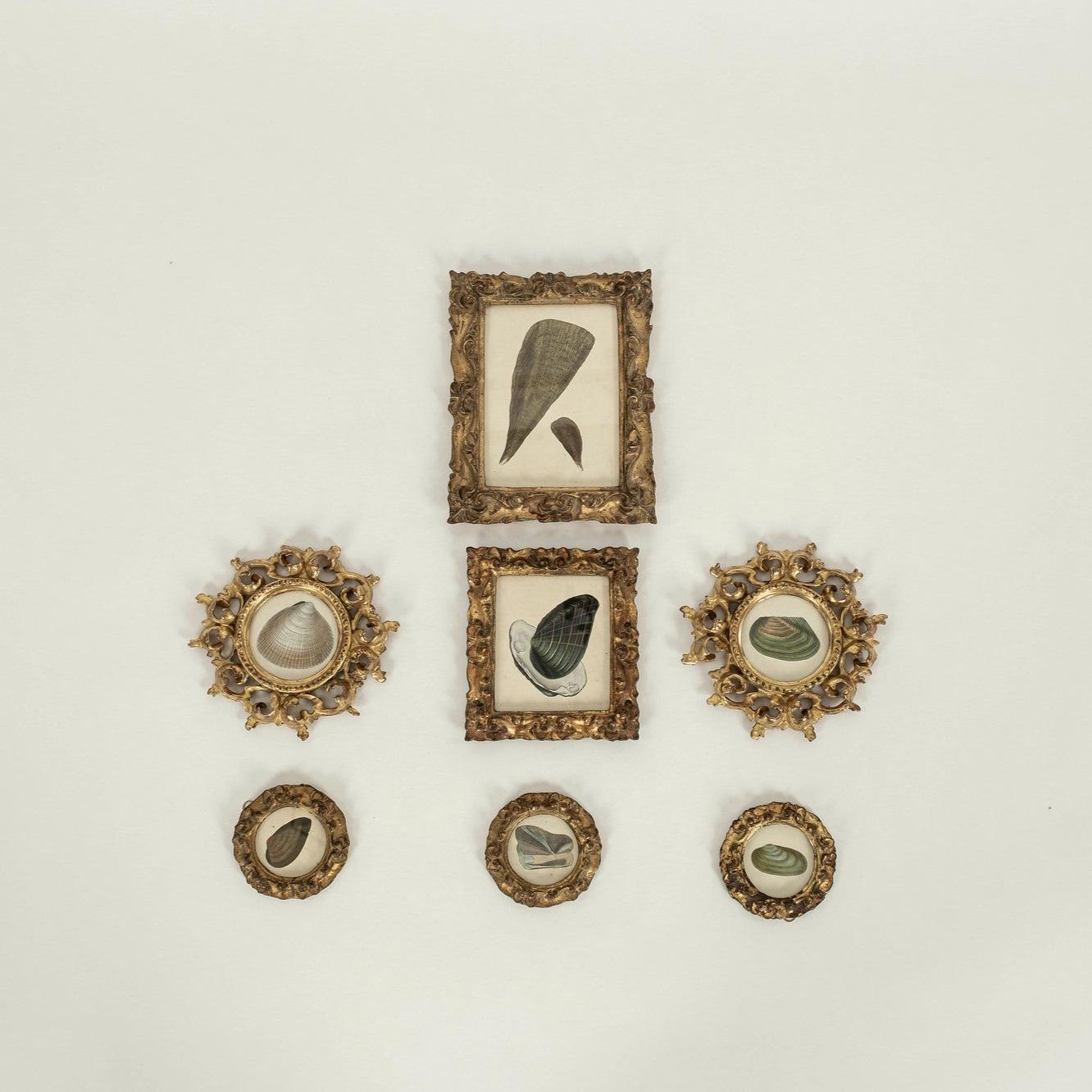 A unique collection of 19th Century hand colored mollusk engravings custom framed in vintage Italian gilt wood frames. Dimensions listed is for largest framed engraving.