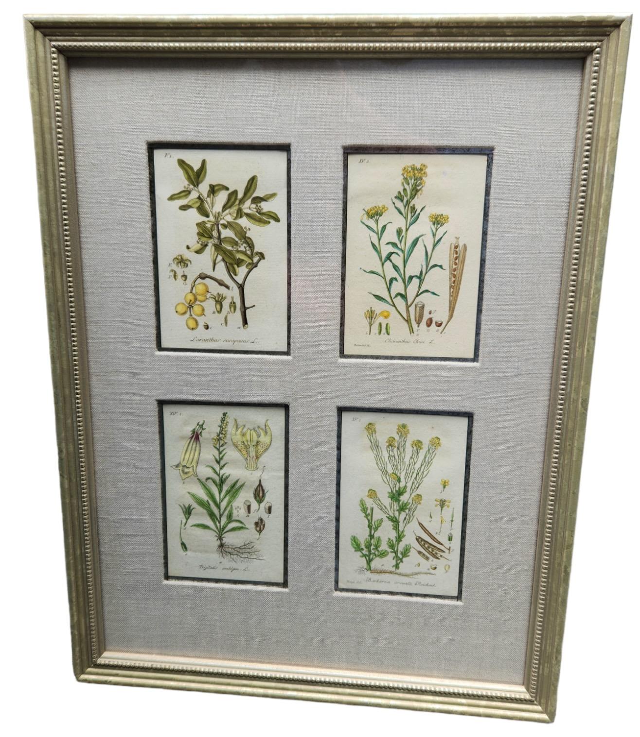 19th Century Hand Tinted Botanical Lithographs - 12 Available For Sale 3