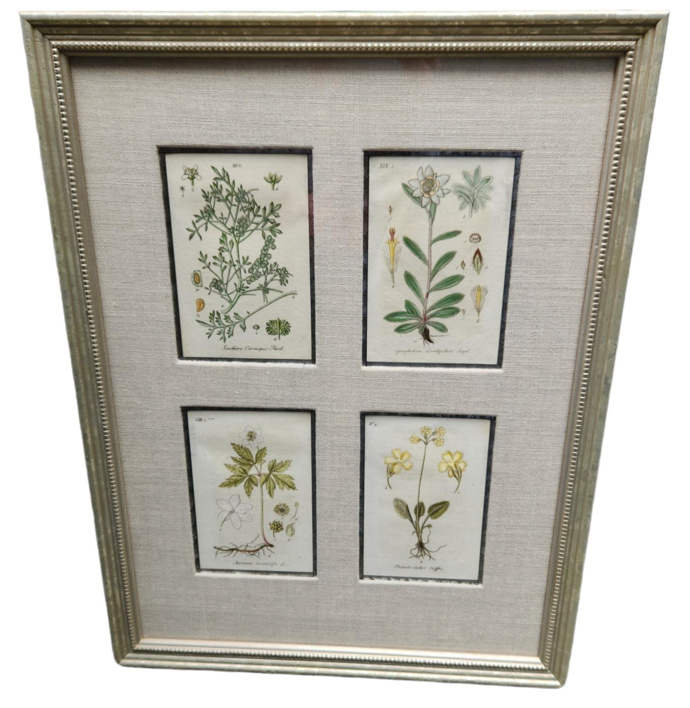 19th Century Hand Tinted Botanical Lithographs - 12 Available For Sale 4